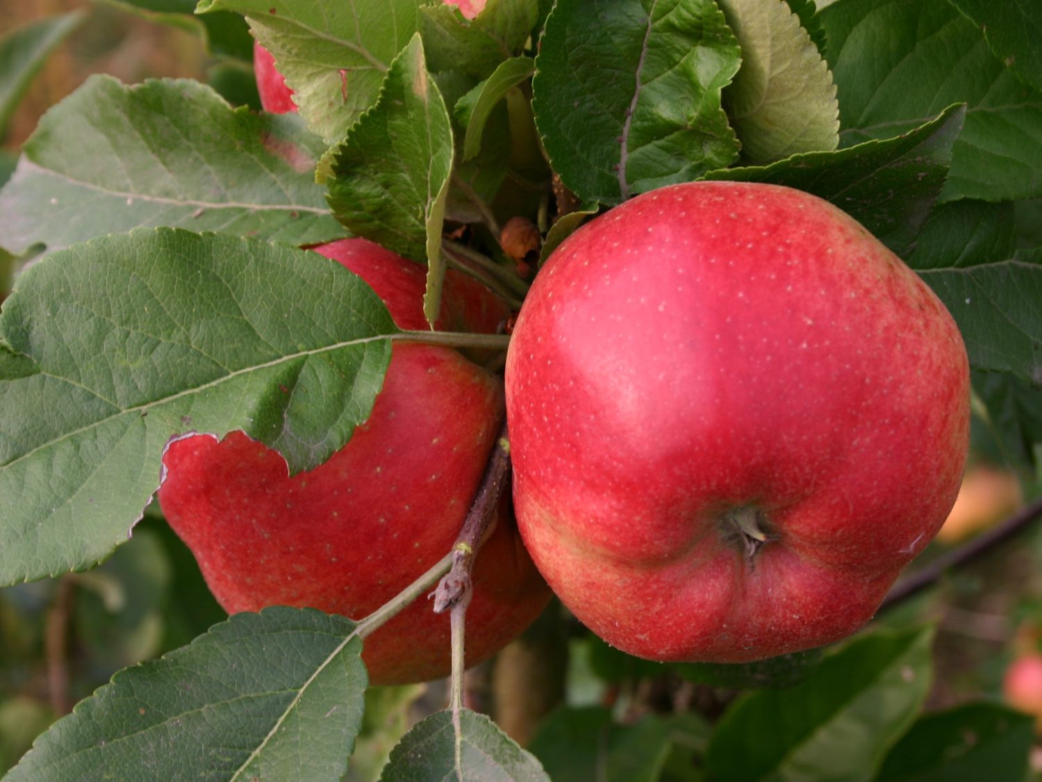 Herbstapfel 'Santana' - Malus 'Santana' - Baumschule Horstmann