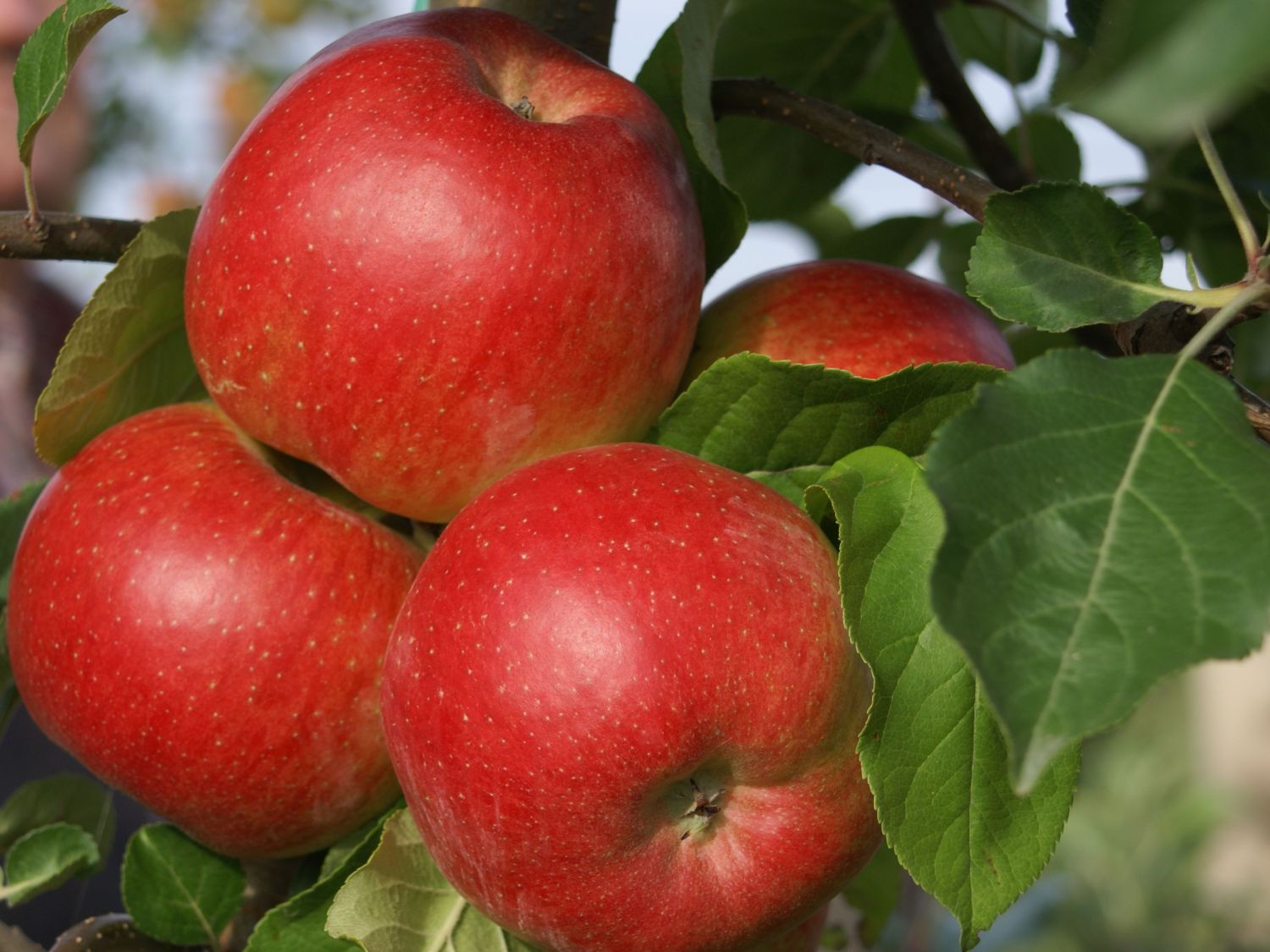 Herbstapfel 'Santana' - Malus 'Santana' - Baumschule Horstmann