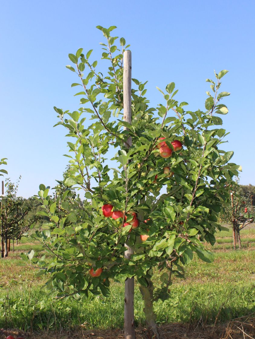 Herbstapfel 'Santana' - Malus 'Santana' - Baumschule Horstmann