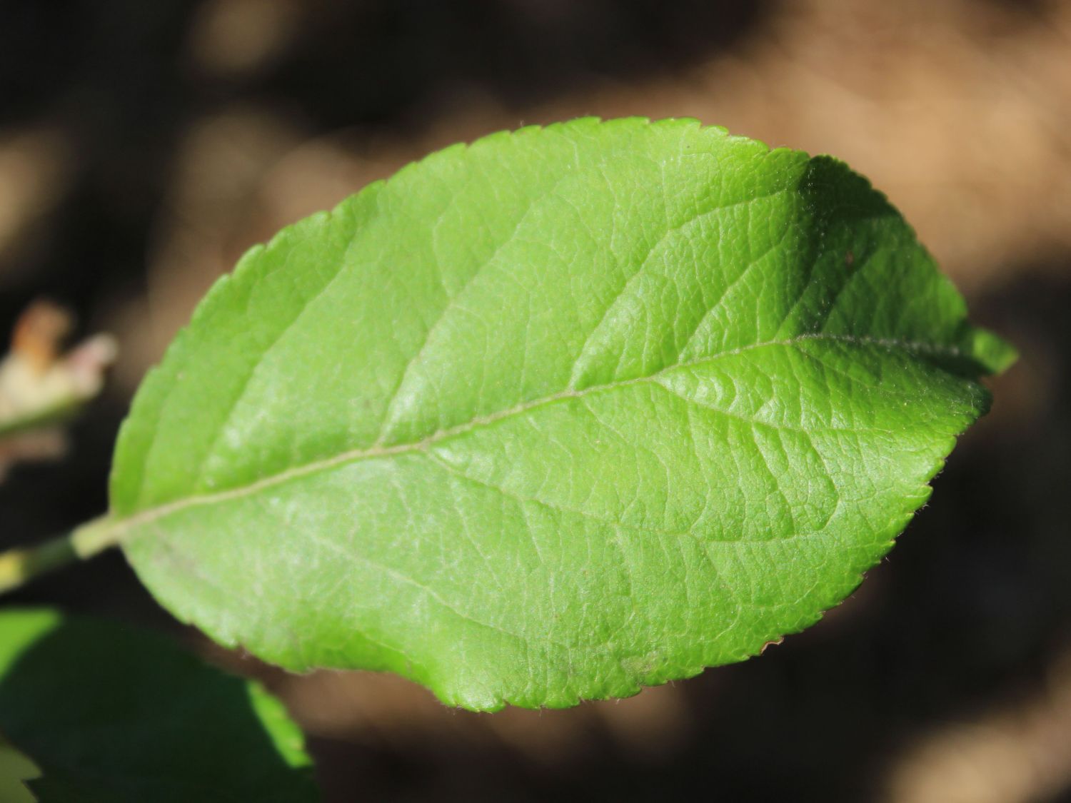 Herbstapfel 'Santana' - Malus 'Santana' - Baumschule Horstmann