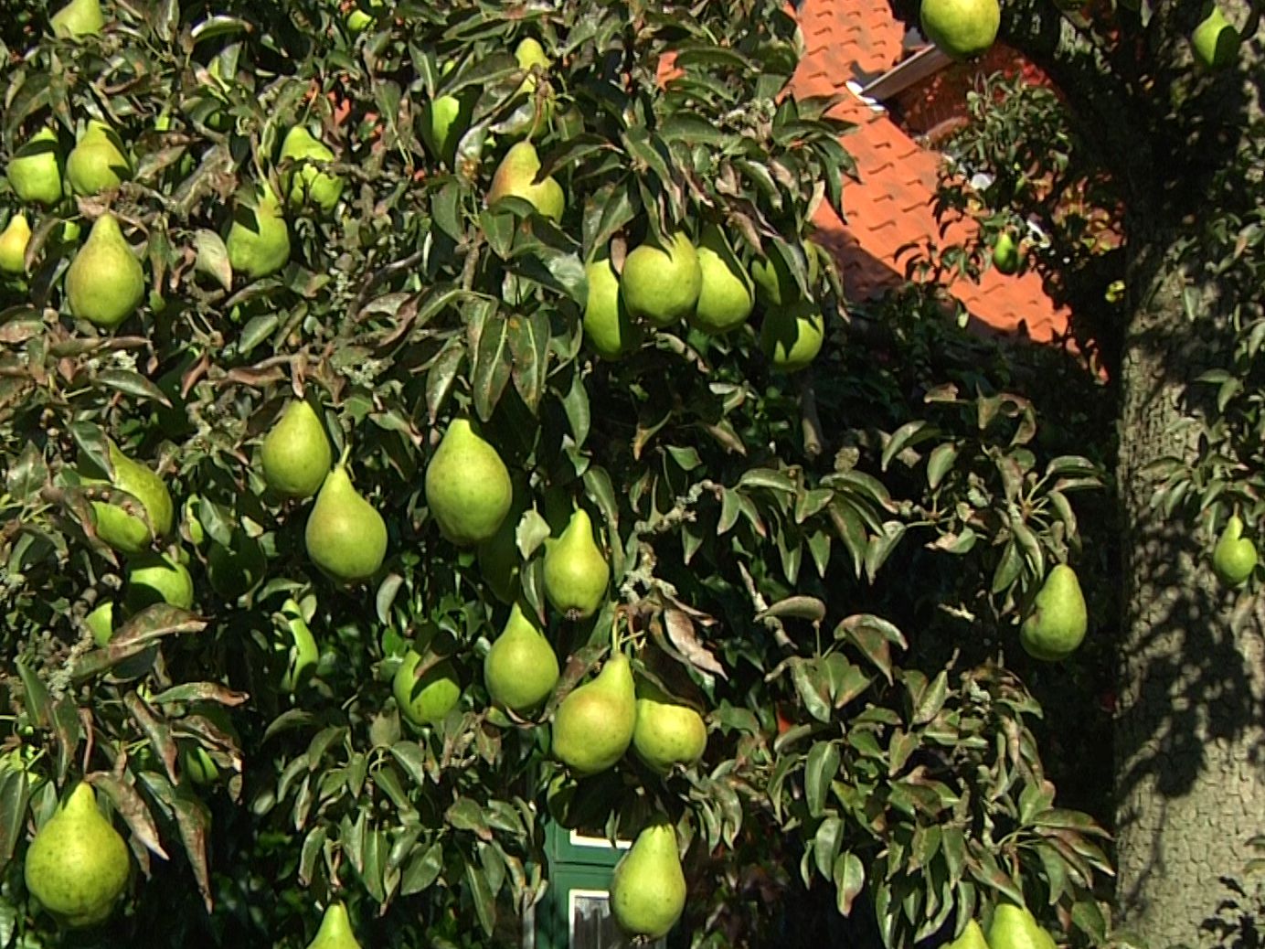 Herbstbirne \'Köstliche von Charneux\' - Pyrus communis \'Köstliche von  Charneux\' - Baumschule Horstmann