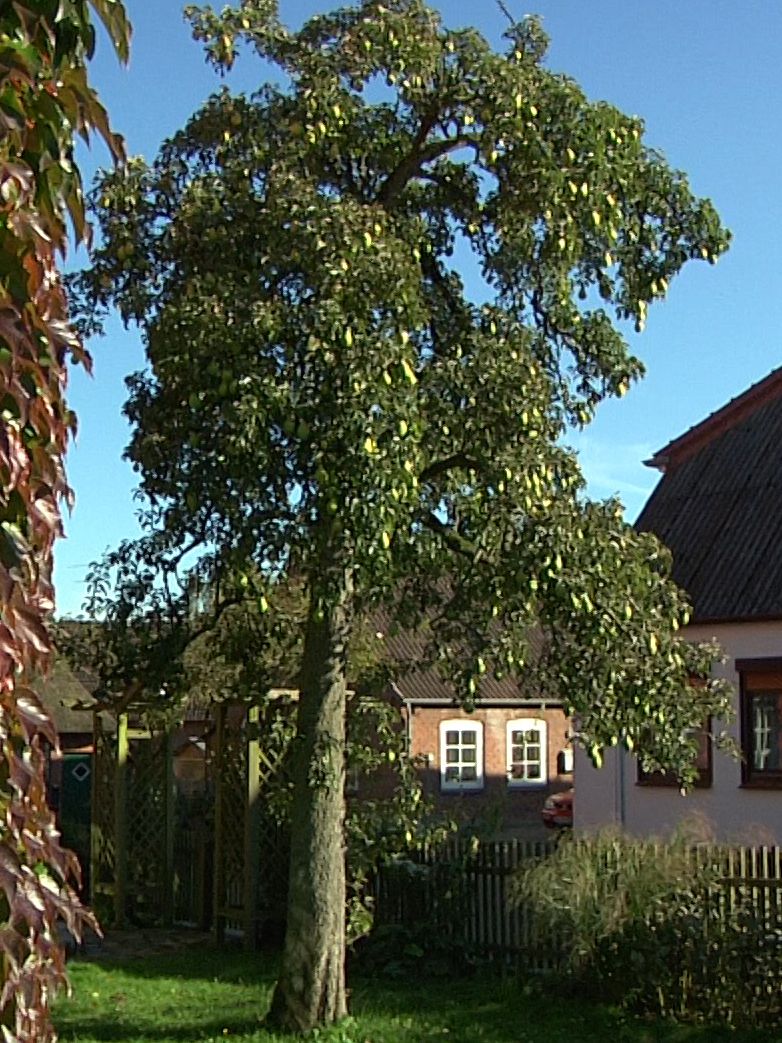 Herbstbirne 'Köstliche von Charneux' - Pyrus communis 'Köstliche von  Charneux' - Baumschule Horstmann