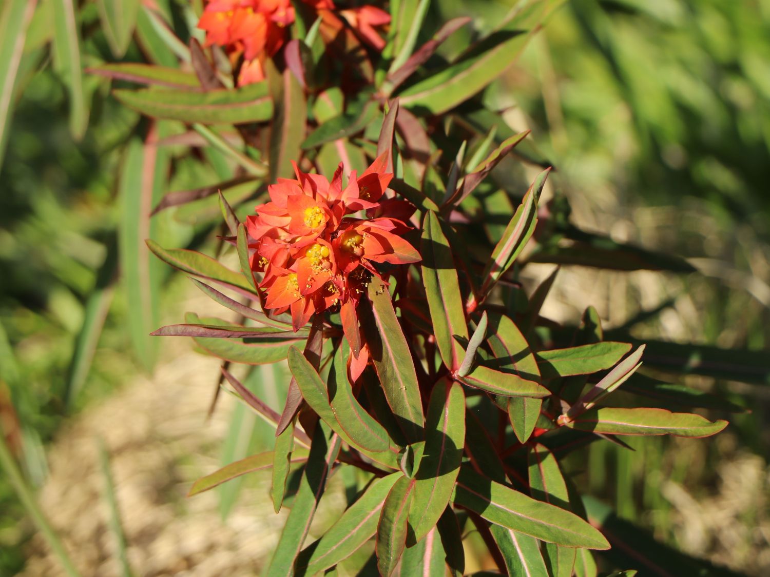 Himalaya-Wolfsmilch 1 x Euphorbia griffithii 'Fireglow' 