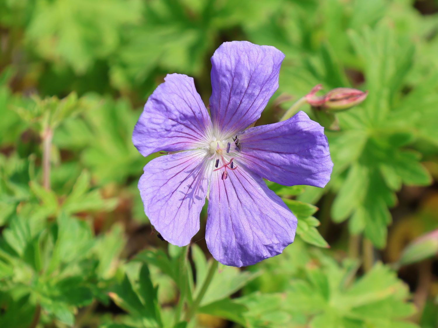 Himalaya-Storchschnabel 'Baby Blue' - Beste Sorten & Stauden-Wissen