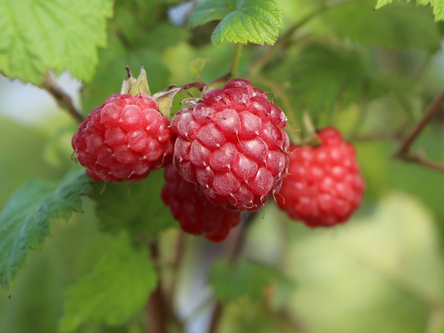 Himbeere 'Glen Ample' - Rubus idaeus 'Glen Ample' - Baumschule Horstmann