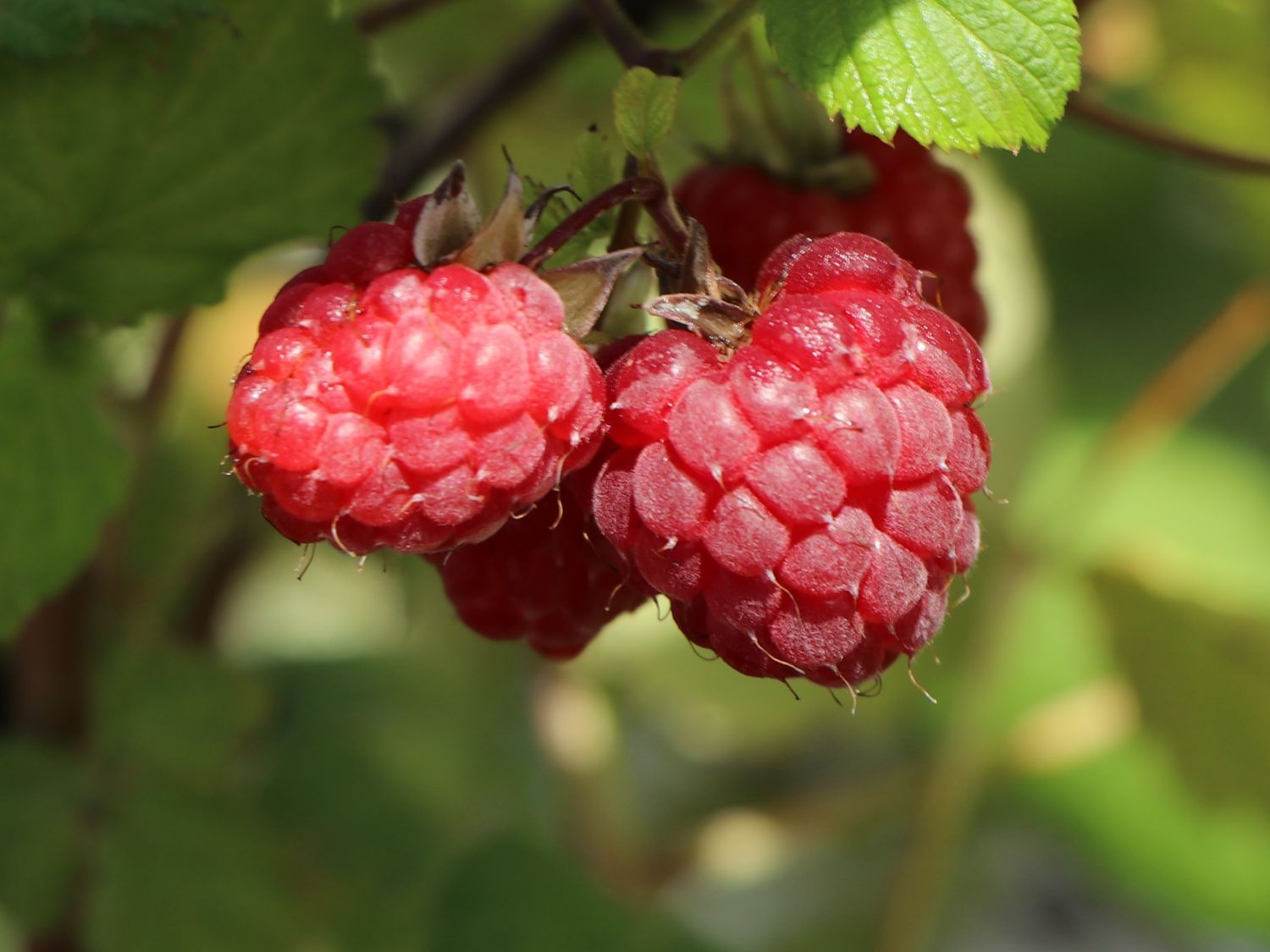 Himbeere 'Glen Ample' - Rubus idaeus 'Glen Ample' - Baumschule Horstmann