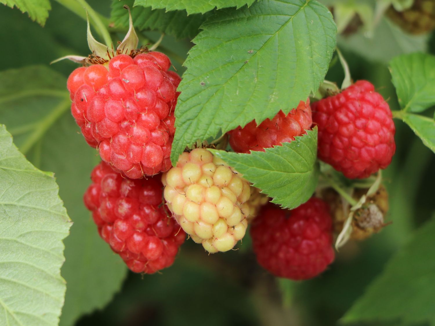 Himbeere &amp;#39;Korbfüller&amp;#39; - Rubus idaeus &amp;#39;Korbfüller&amp;#39; - Baumschule Horstmann