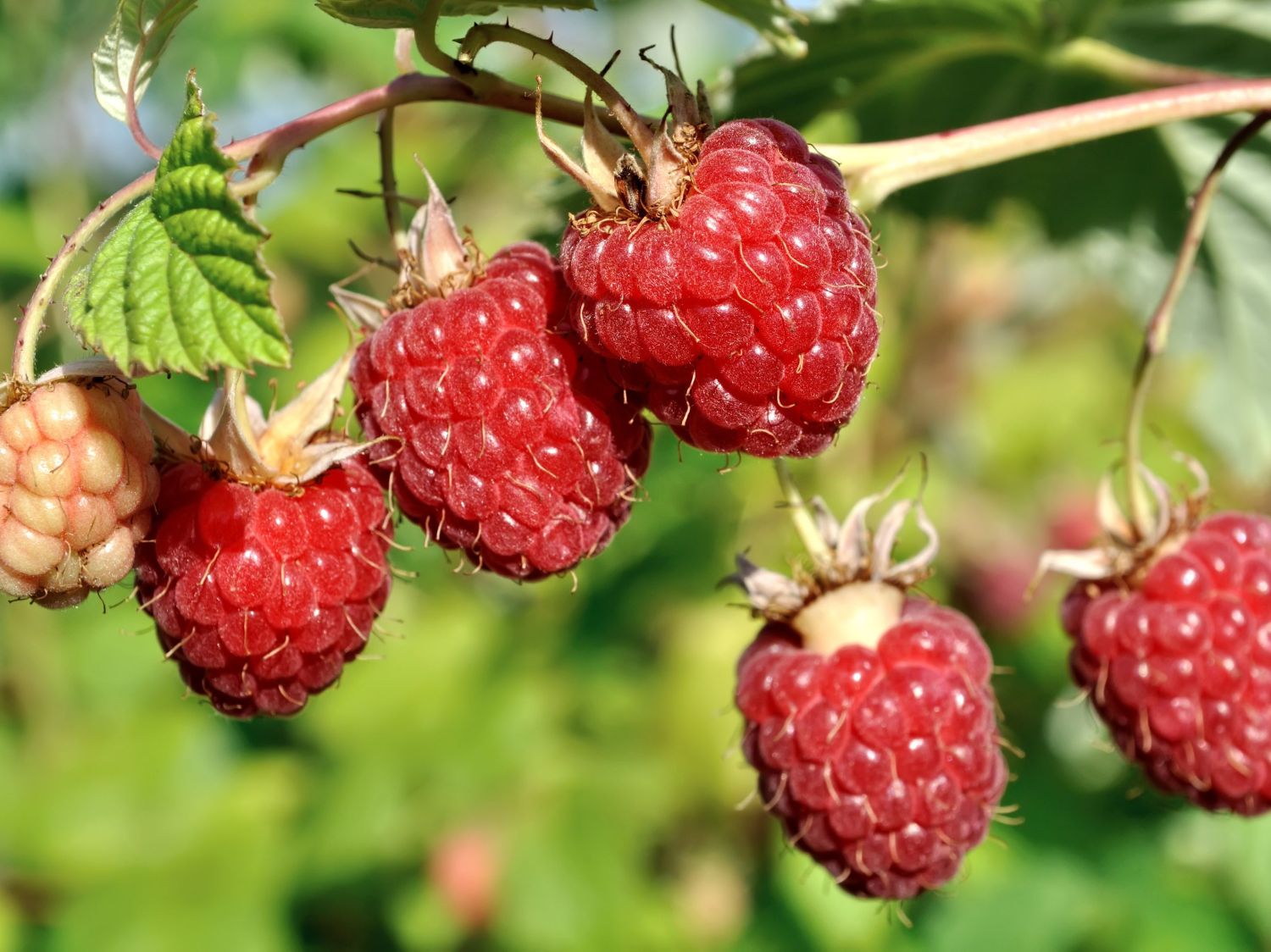 Himbeere Primeberry &amp;#39;Autumn First&amp;#39; ® - Rubus idaeus Primeberry &amp;#39;Autumn ...