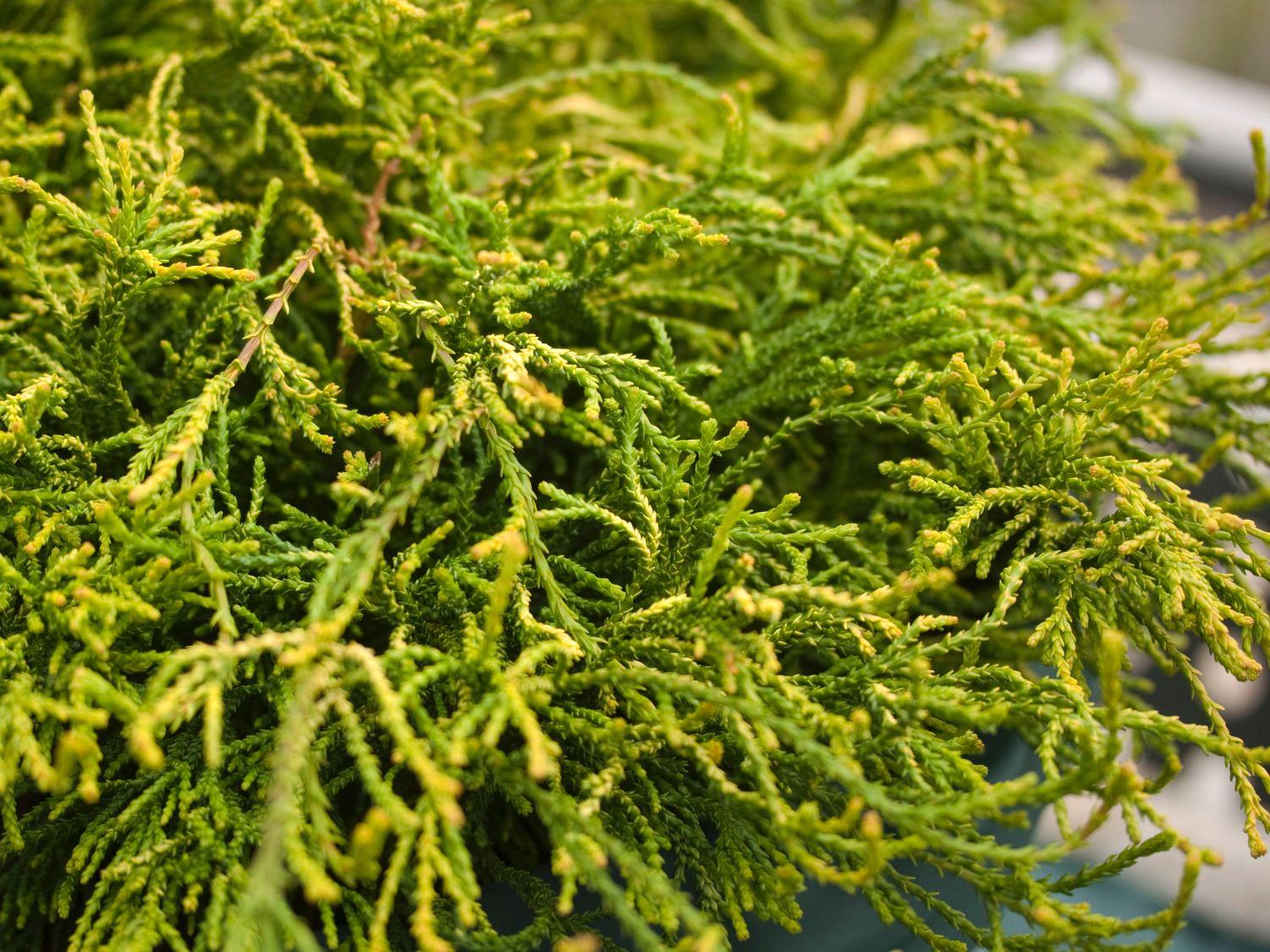 Hinoki-Scheinzypresse 'Gitte' - Chamaecyparis obtusa 'Gitte' - Baumschule  Horstmann