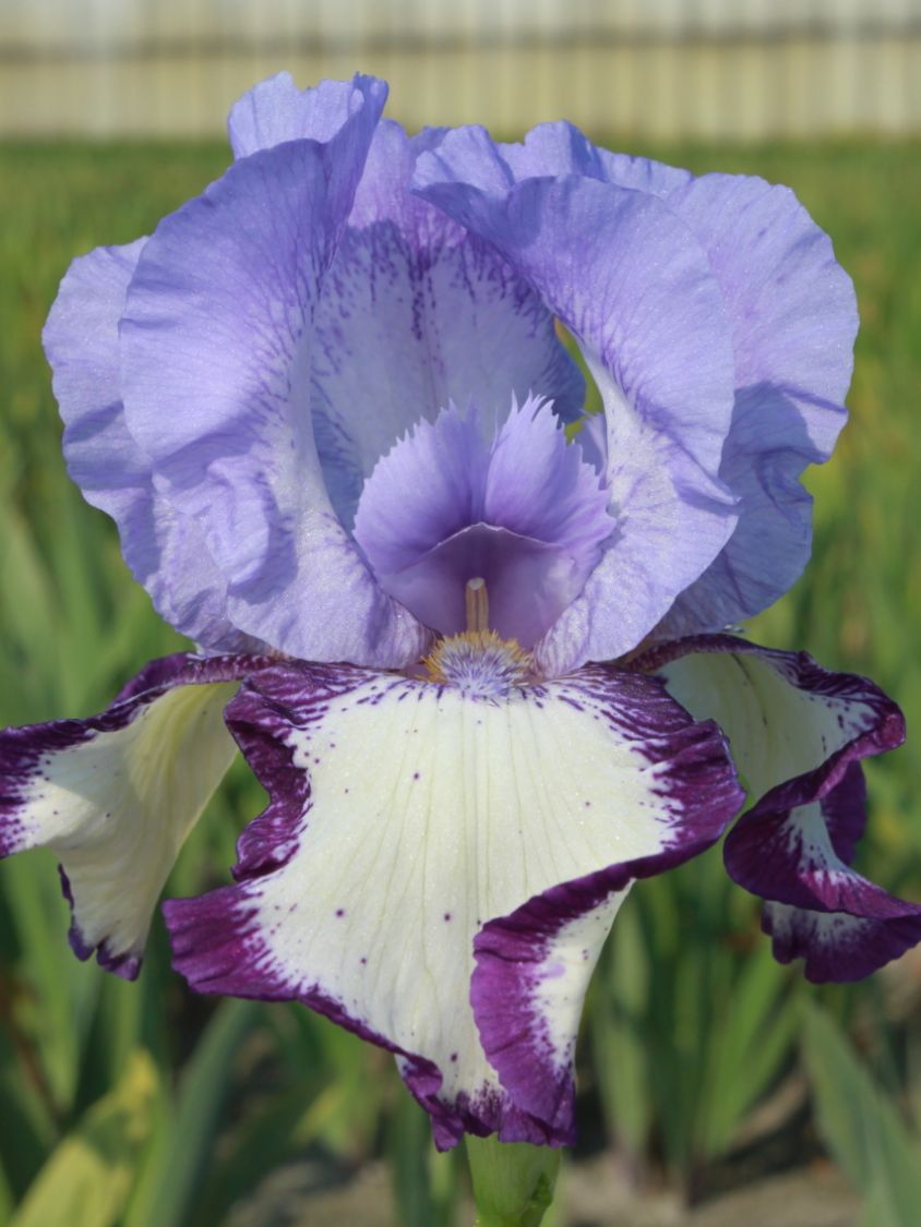 Iris germanica Edith Worfold Schwertlilie "1 oder 3 Rhizome" Lilie Staude