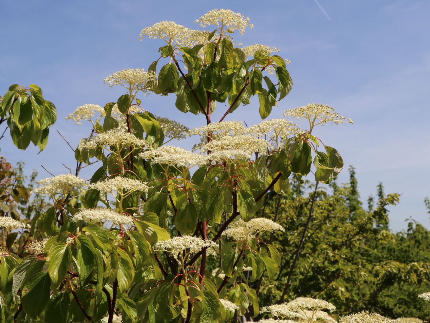 Hoher EtagenHartriegel / PagodenHartriegel Cornus controversa