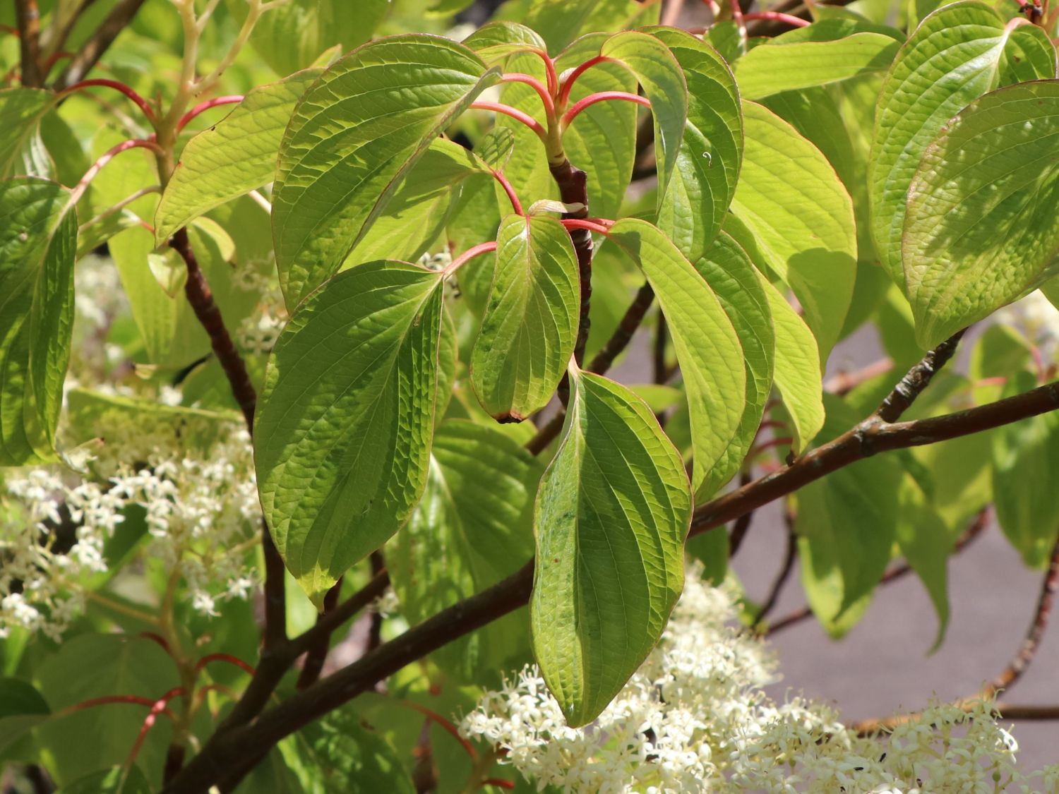 Hoher EtagenHartriegel / PagodenHartriegel Cornus controversa