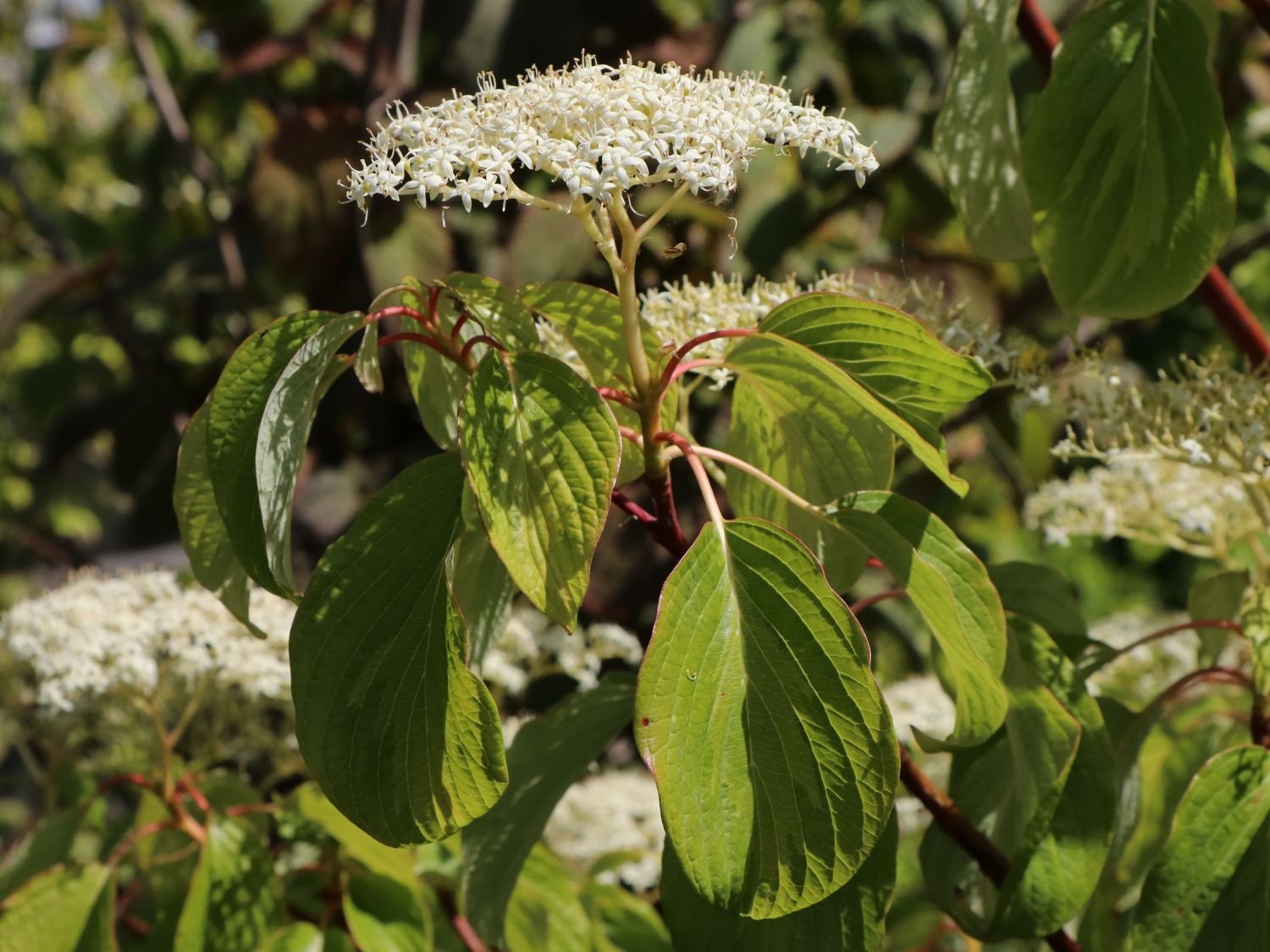 Hoher EtagenHartriegel / PagodenHartriegel Cornus