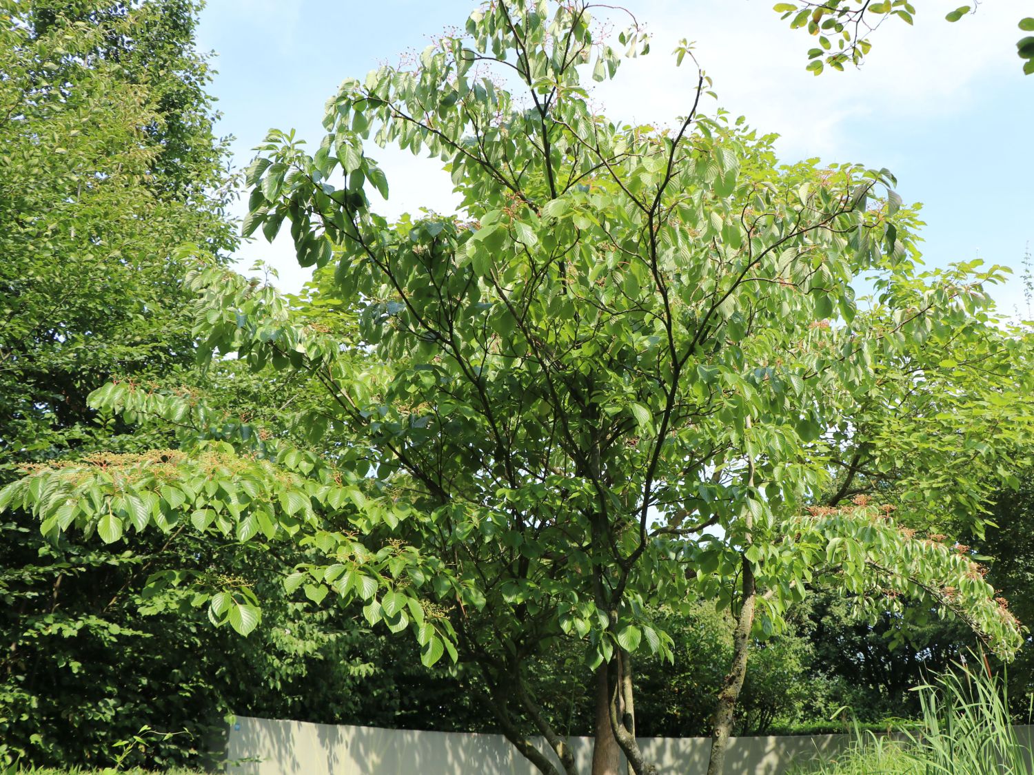Hoher EtagenHartriegel / PagodenHartriegel Cornus