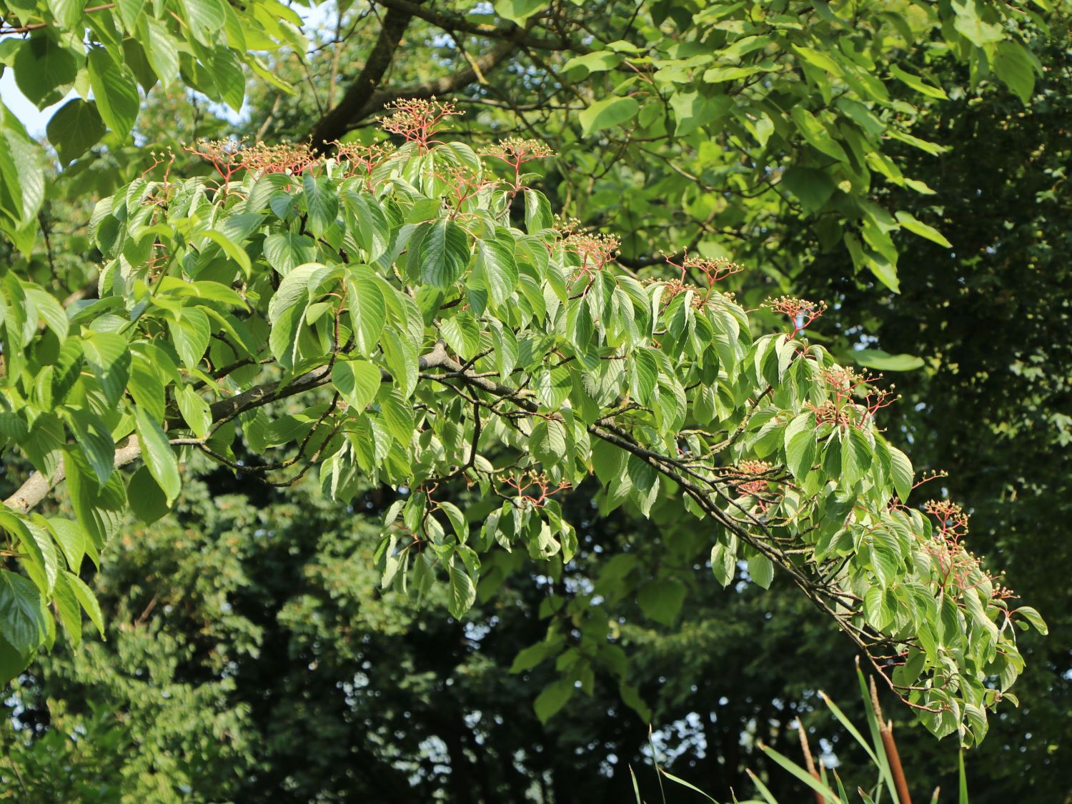 Hoher EtagenHartriegel / PagodenHartriegel Cornus