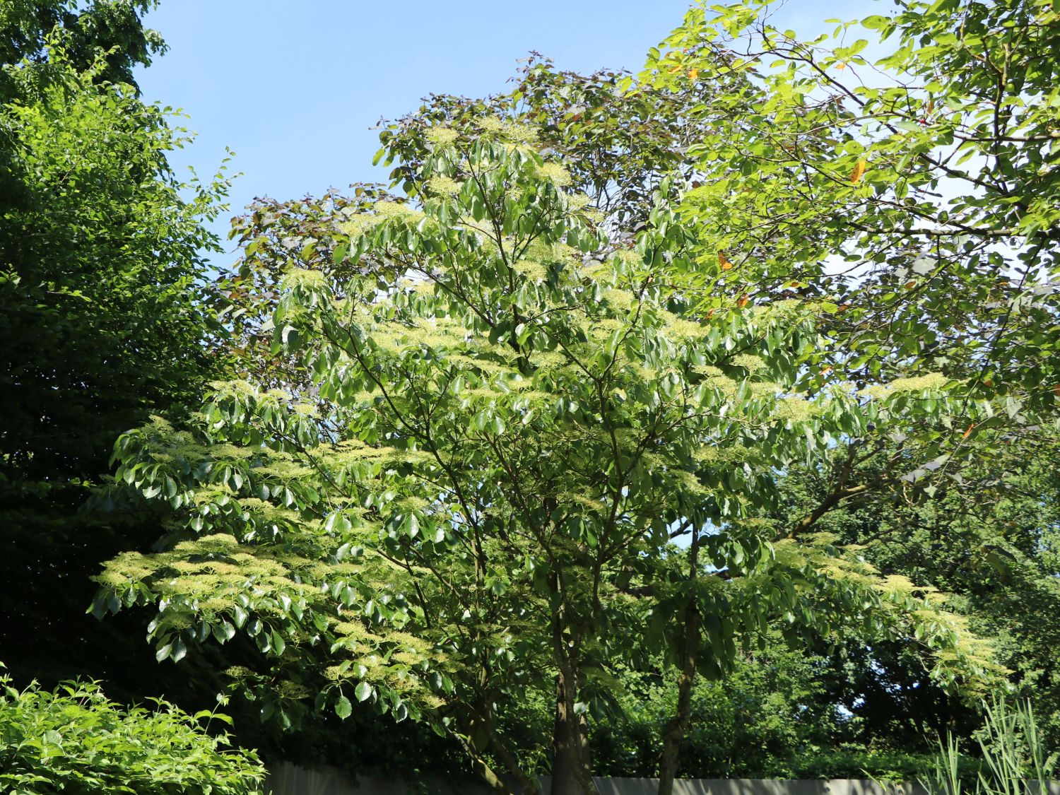 Hoher EtagenHartriegel / PagodenHartriegel Cornus controversa