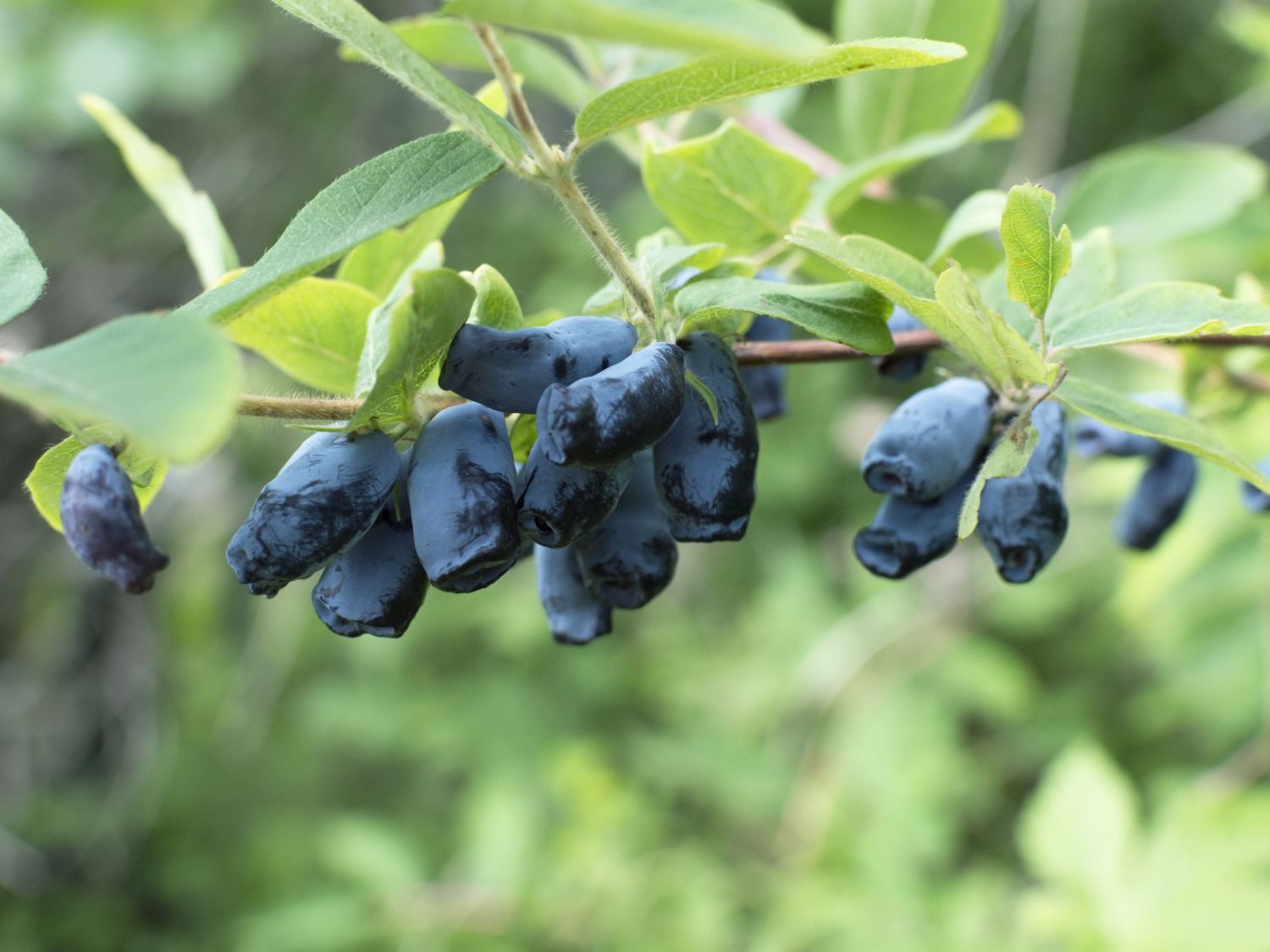 Honigbeere / Sibirische Blaubeere 'Eisbär' ® - Lonicera kamtschatica 'Eisbär'  ® - Baumschule Horstmann