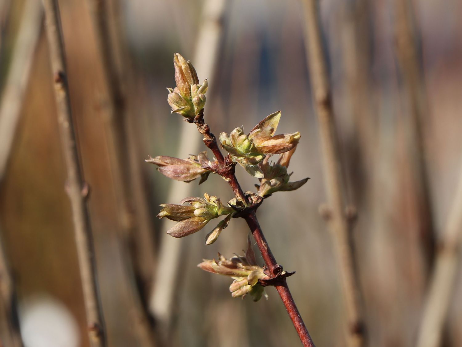 Honigbeere / Sibirische Blaubeere \'Eisbär\' ® - Lonicera kamtschatica \'Eisbär\'  ® - Baumschule Horstmann | Obstbäume & Gemüsepflanzen