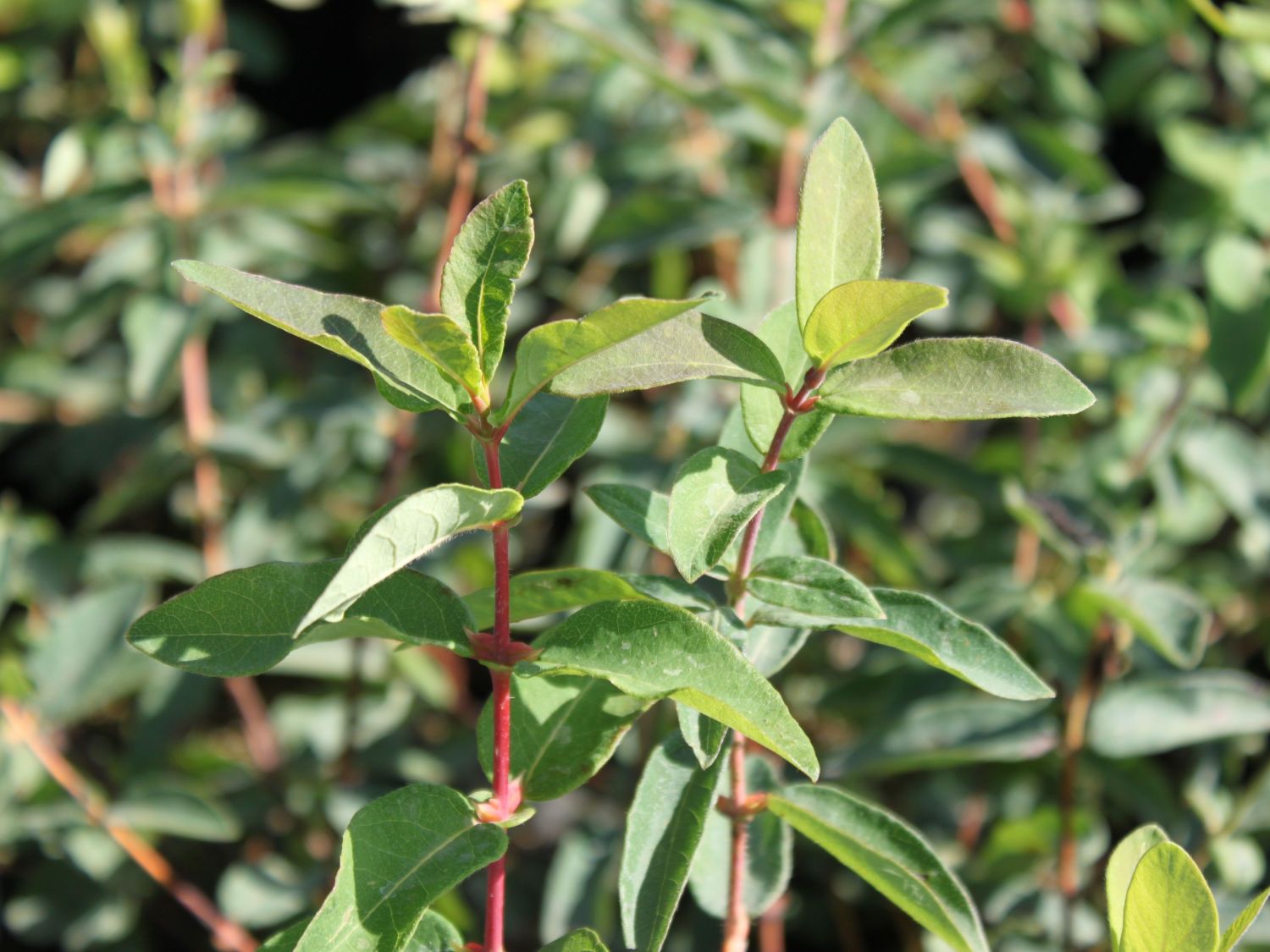 Honigbeere / Sibirische Blaubeere 'Eisbär' ® - Lonicera kamtschatica 'Eisbär'  ® - Baumschule Horstmann