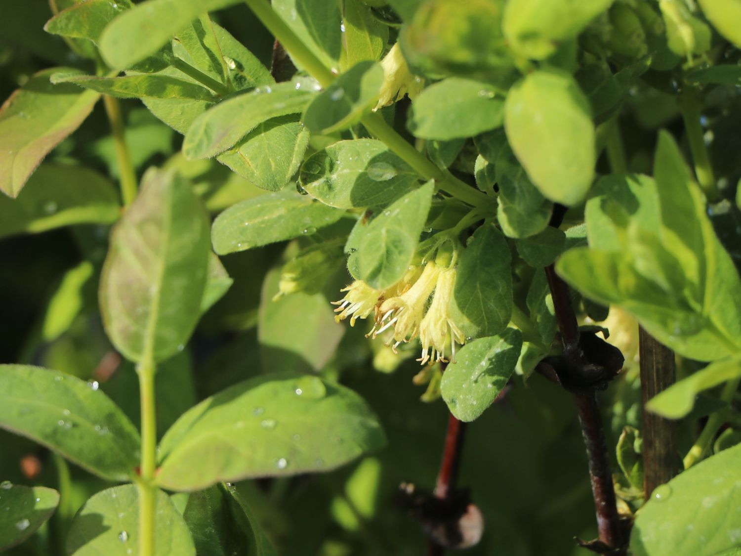 Honigbeere / Sibirische Blaubeere 'Eisbär' ® - Lonicera kamtschatica 'Eisbär'  ® - Baumschule Horstmann