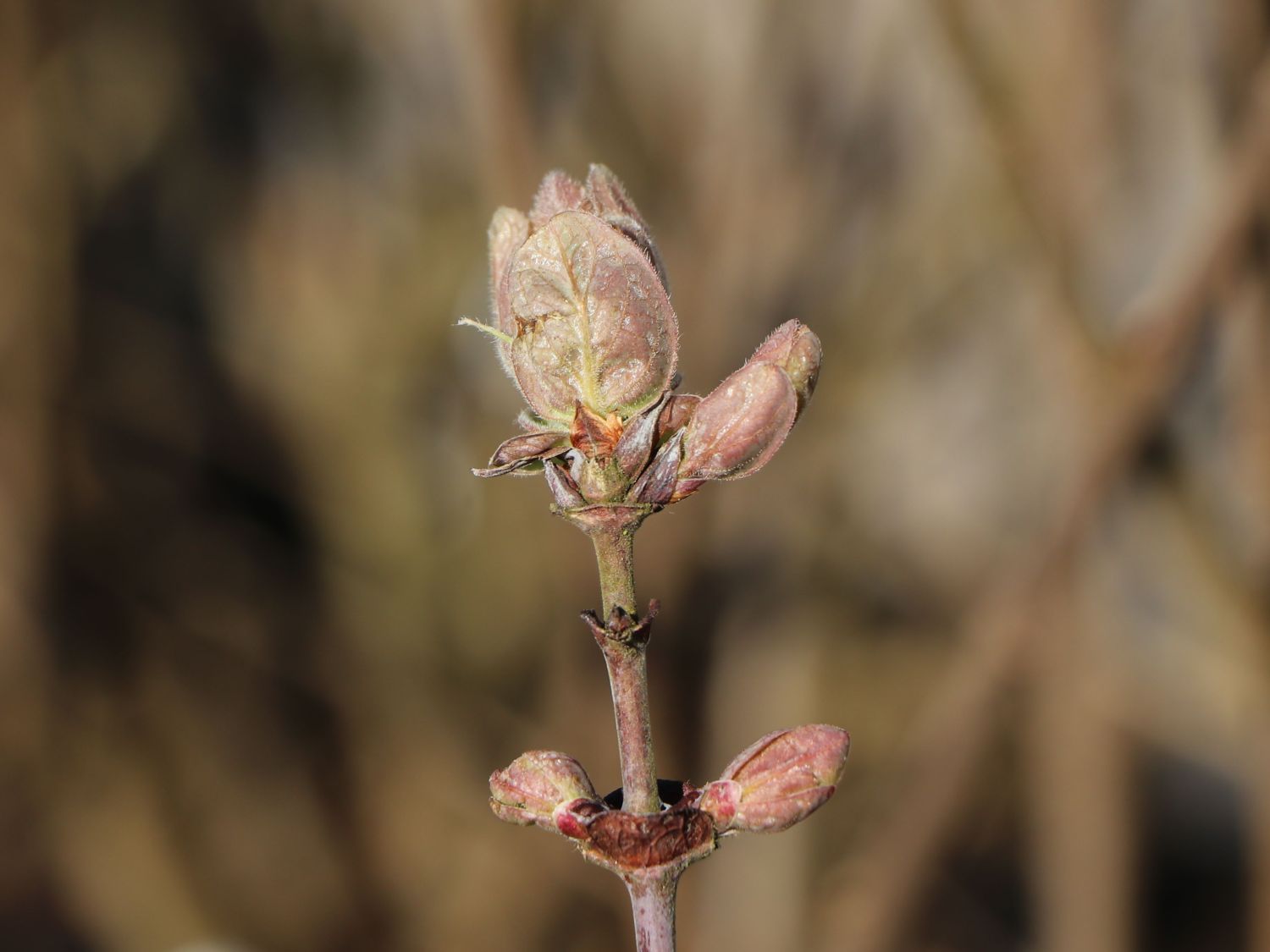 Honigbeere / Sibirische Blaubeere 'Eisbär' ® - Lonicera kamtschatica 'Eisbär'  ® - Baumschule Horstmann