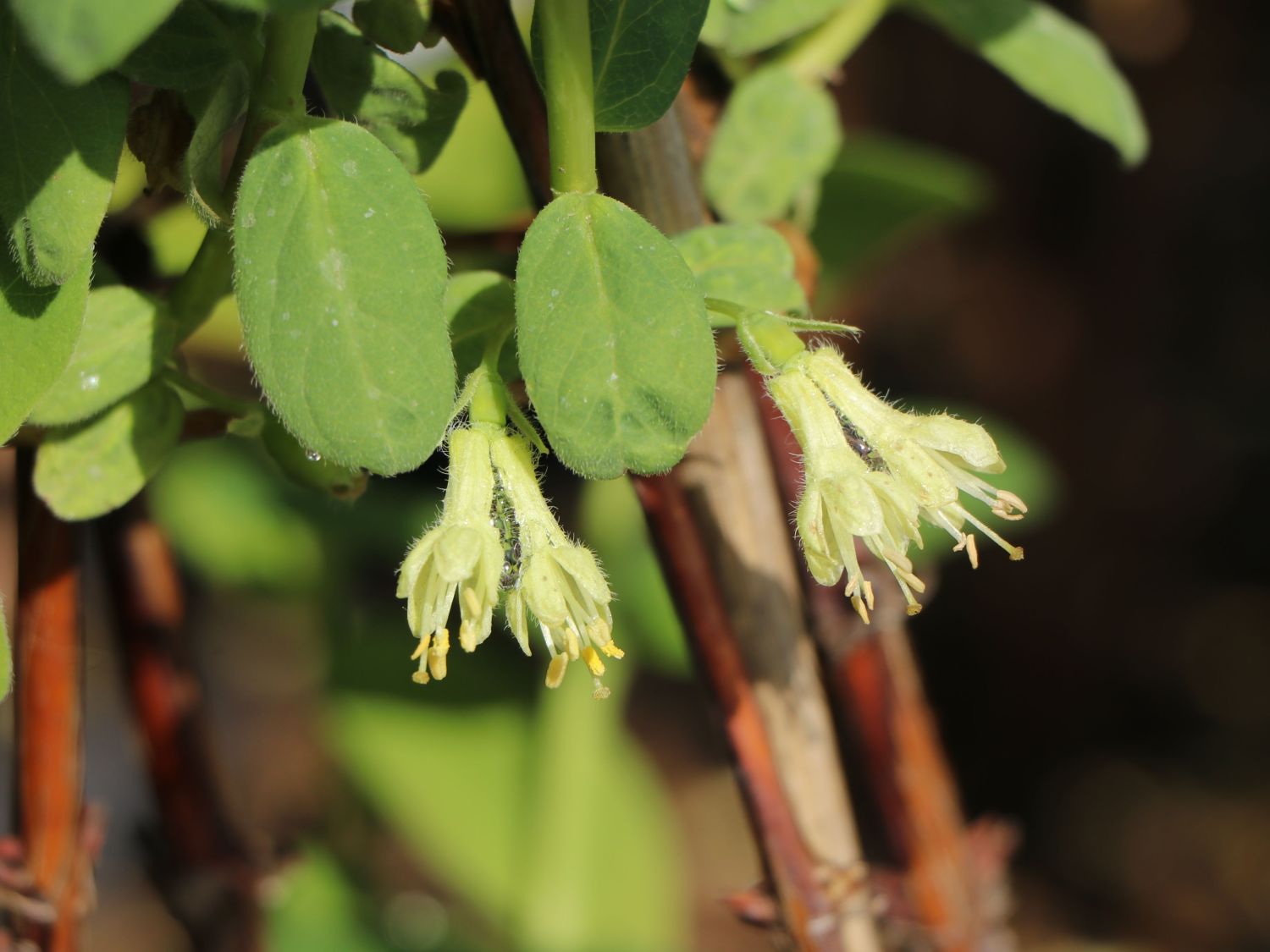 Honigbeere / Sibirische Blaubeere 'Eisbär' ® - Lonicera kamtschatica 'Eisbär'  ® - Baumschule Horstmann