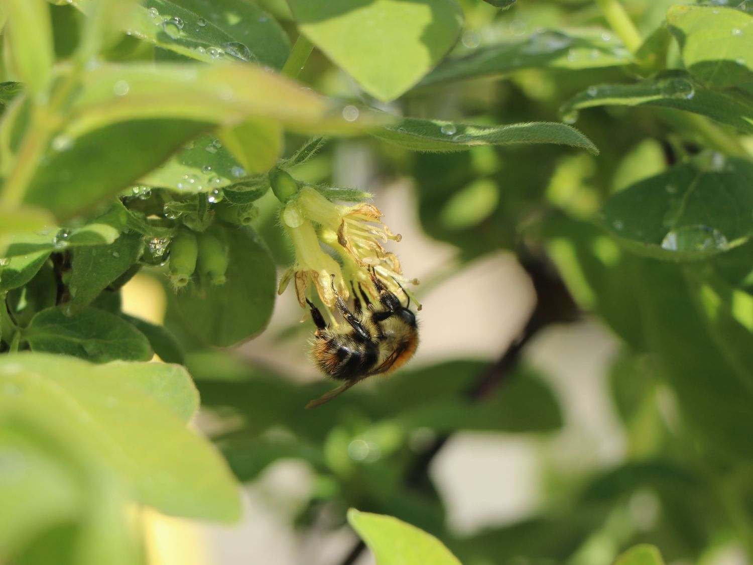 Honigbeere / Sibirische Blaubeere 'Eisbär' ® - Lonicera kamtschatica 'Eisbär'  ® - Baumschule Horstmann