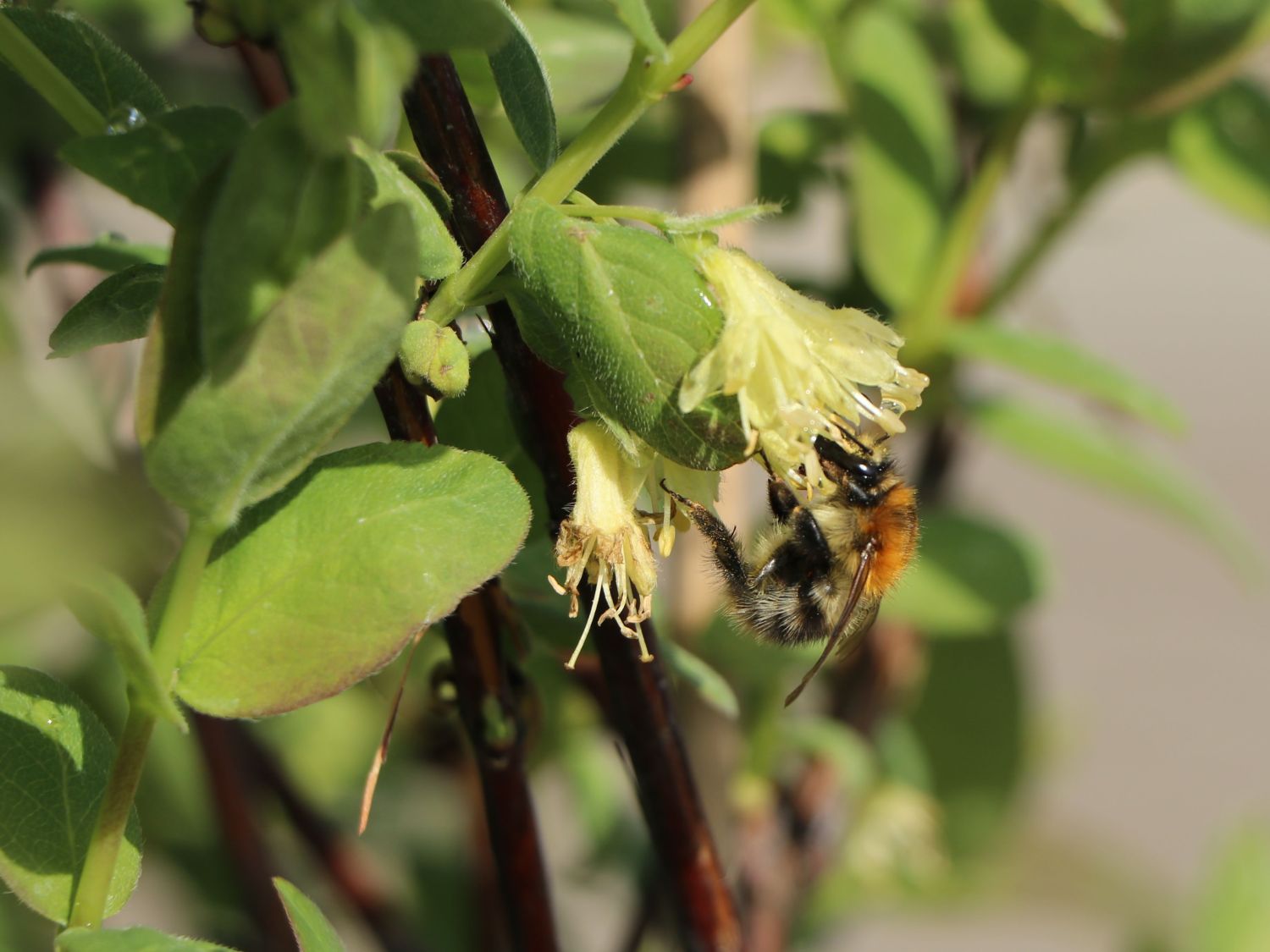 Honigbeere / Sibirische Blaubeere 'Eisbär' ® - Lonicera kamtschatica 'Eisbär'  ® - Baumschule Horstmann