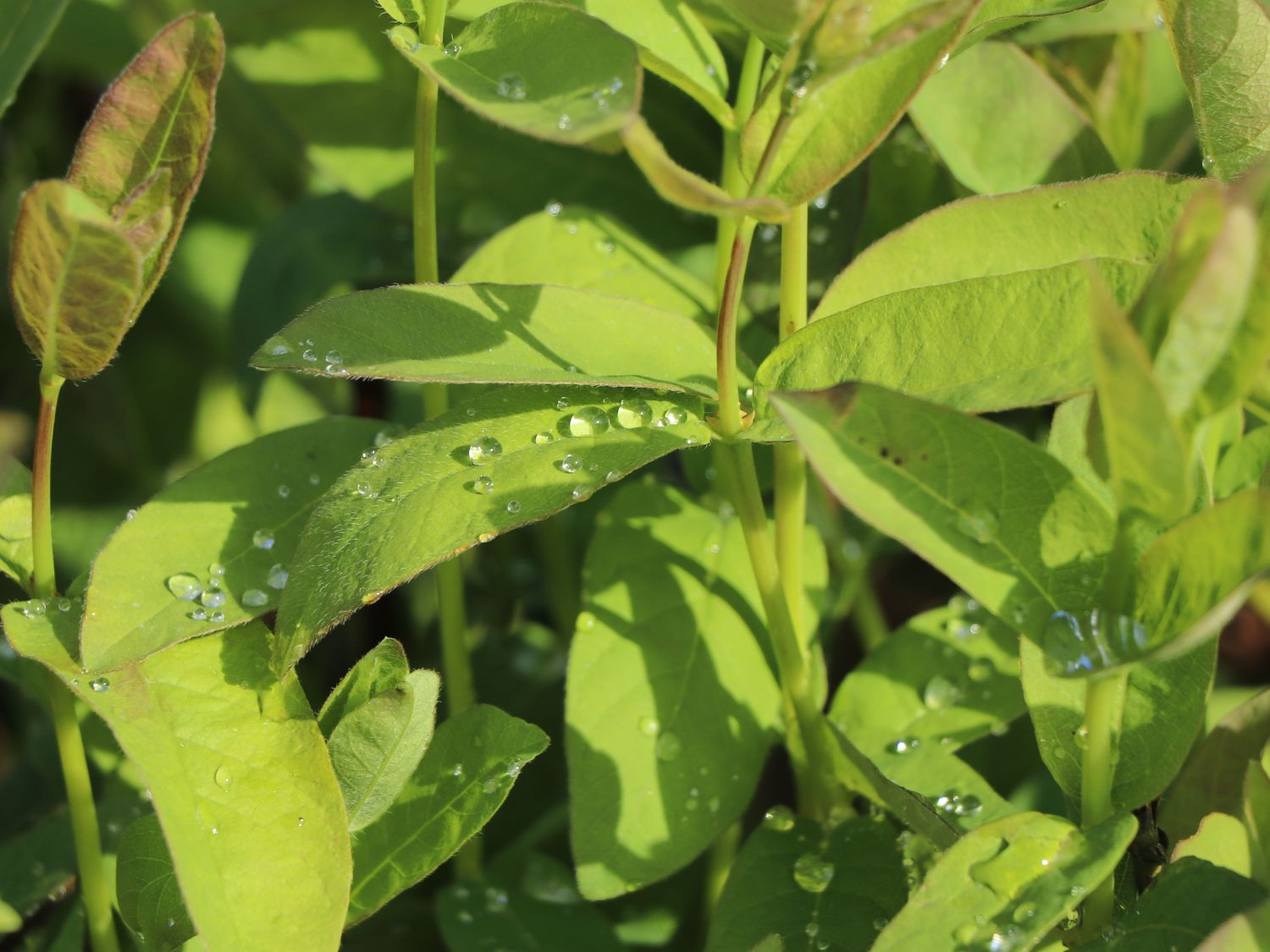 Honigbeere / Sibirische Blaubeere 'Eisbär' ® - Lonicera kamtschatica 'Eisbär'  ® - Baumschule Horstmann