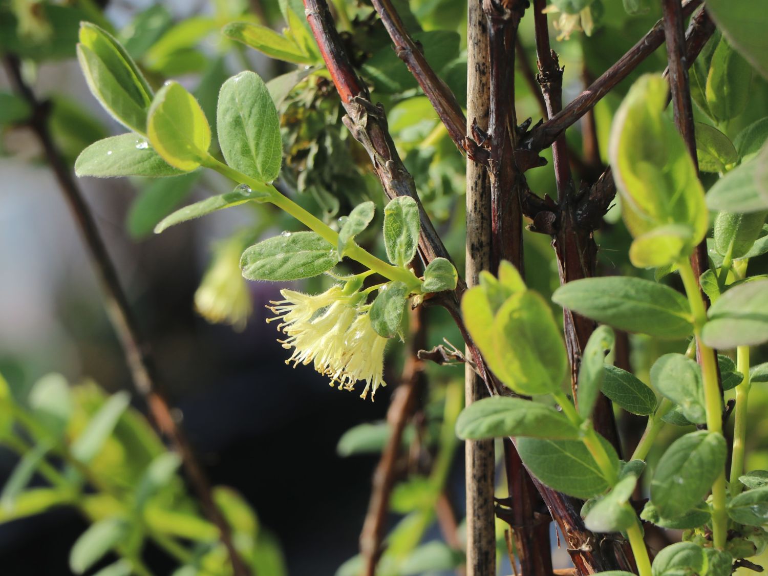 Honigbeere / Sibirische Blaubeere 'Eisbär' ® - Lonicera kamtschatica 'Eisbär'  ® - Baumschule Horstmann