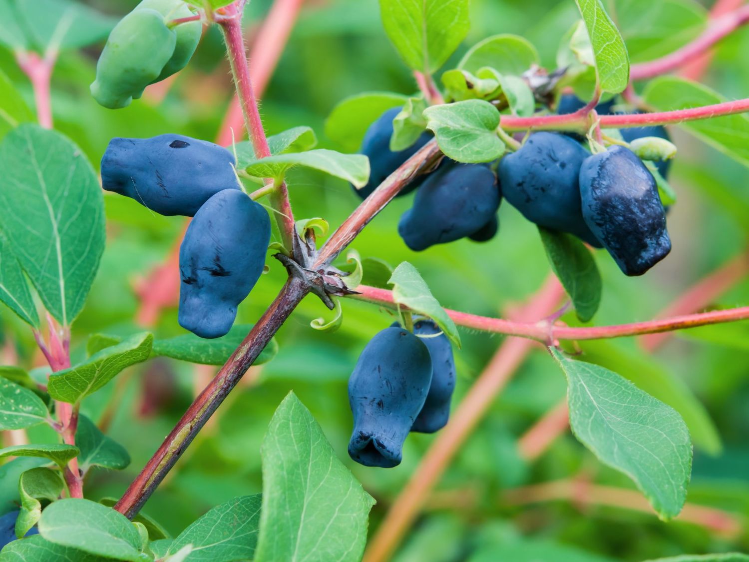 Honigbeere / Sibirische Blaubeere 'Myberry ® Bee' - Lonicera kamtschatica  'Myberry ® Bee' - Baumschule Horstmann