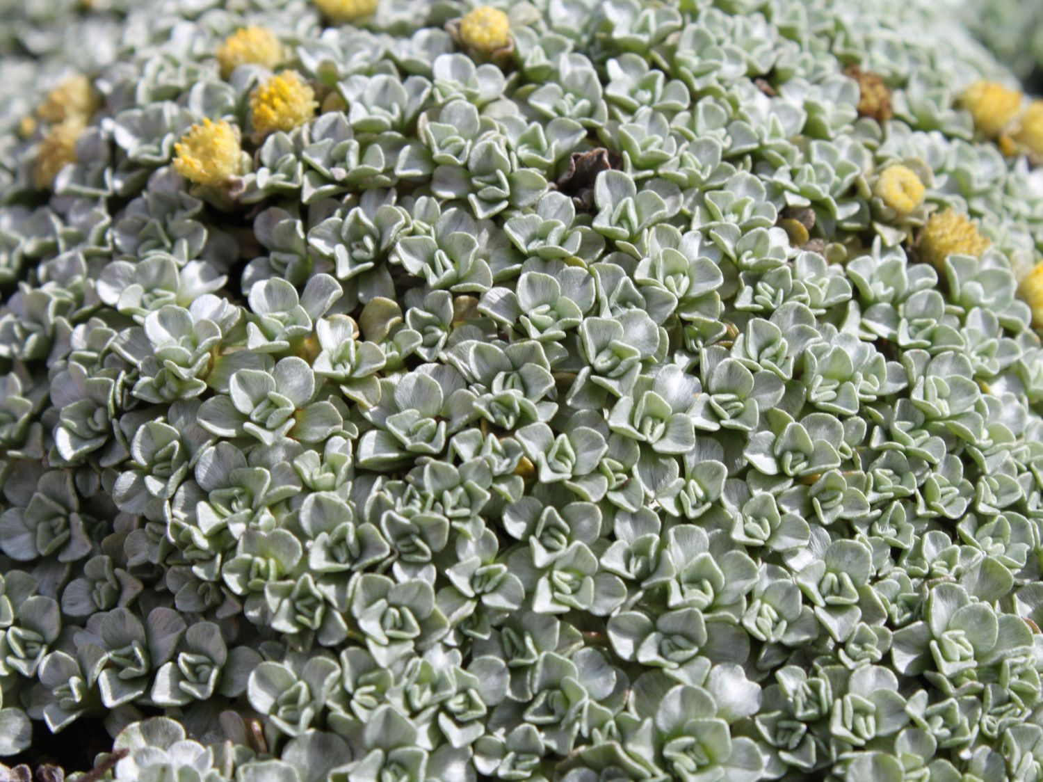 Raoulia (Raoulia) Infos & Pflanzen dieser Gattung