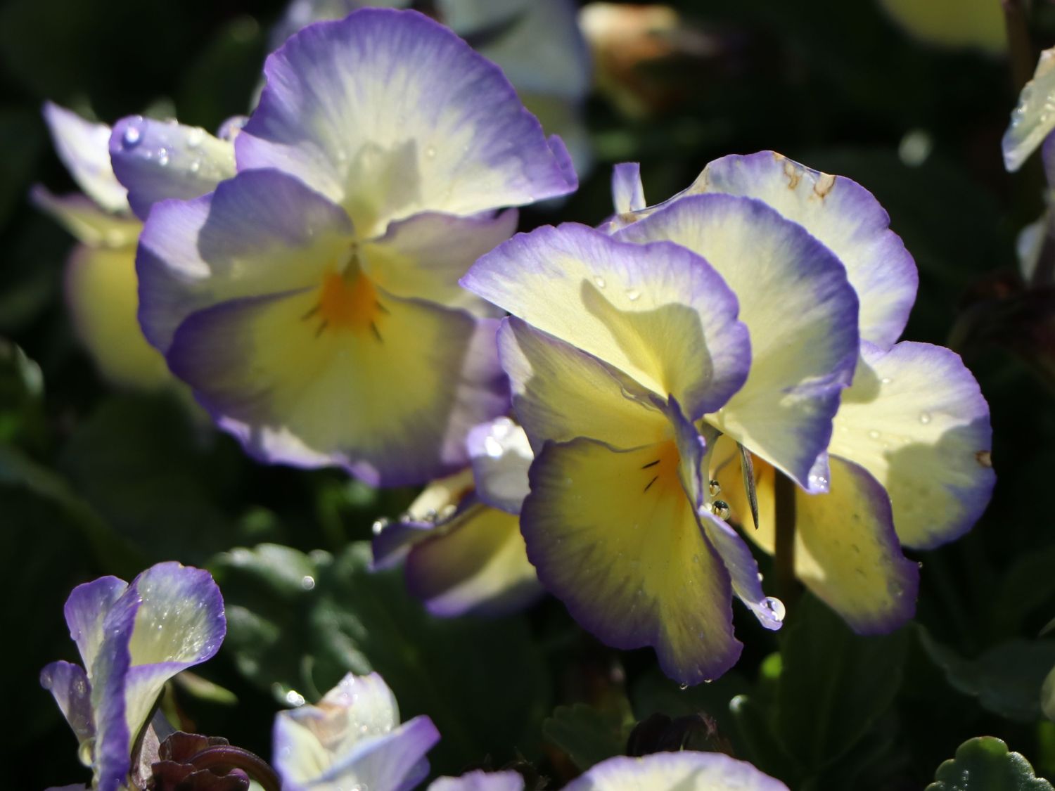 Terrassen+Beet-Staude Frühling Lange Blüt  Horn-Veilchen Viola cornuta /'Etain/'