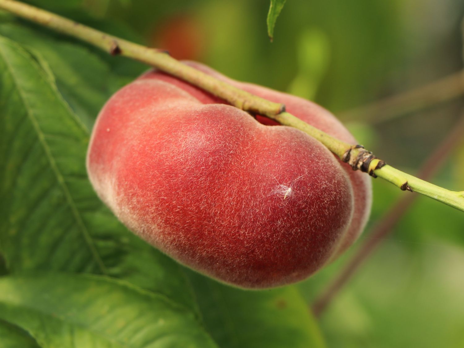 Pfirsich &amp;#39;Tellerpfirsich&amp;#39; / Plattpfirsich - Prunus persica ...