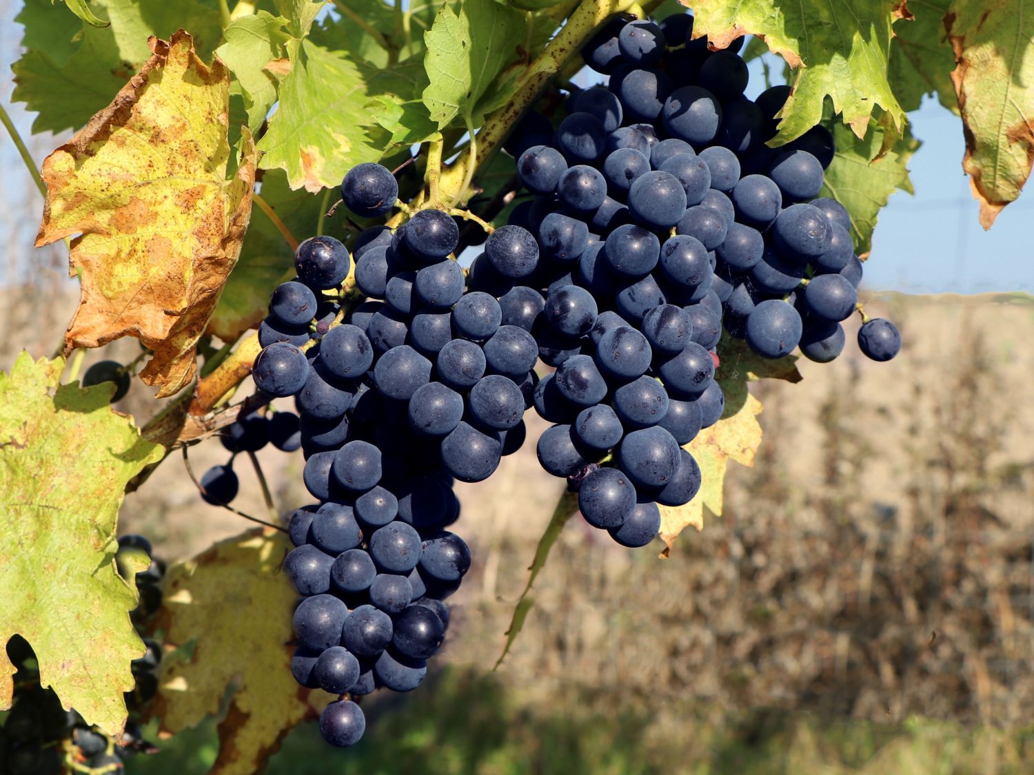 Weintraube 'Romeo' ® Vitis 'Romeo' ® Baumschule Horstmann