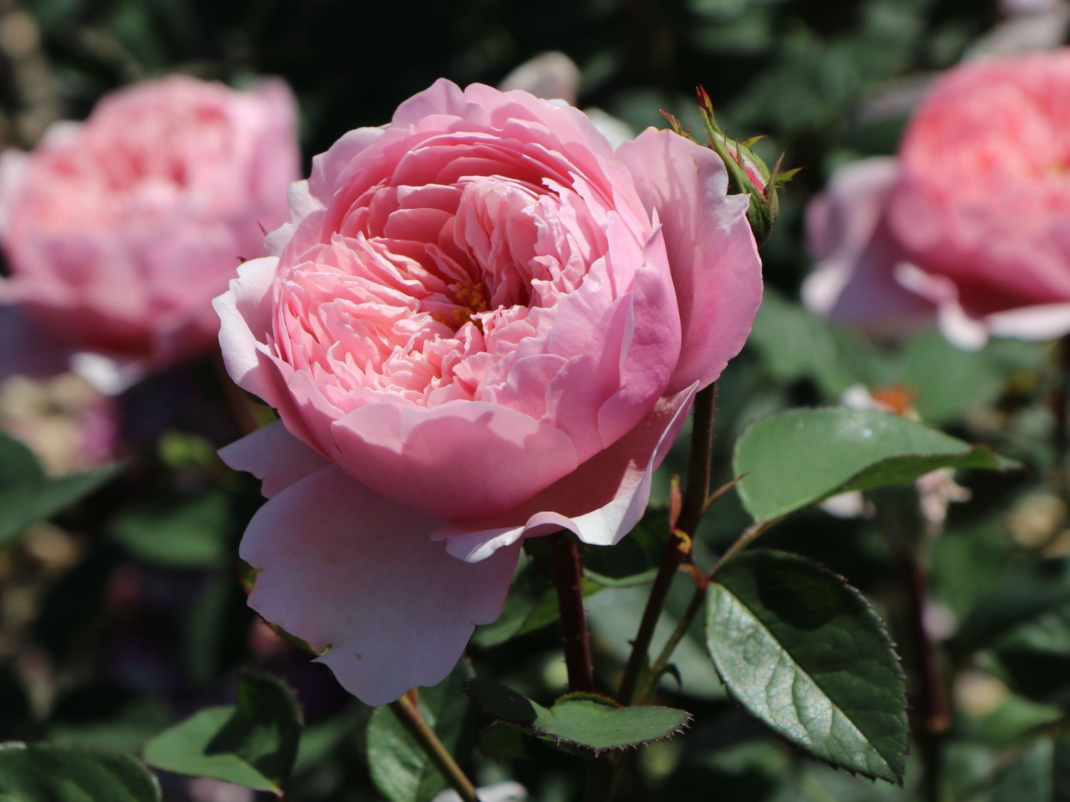 Englische Rose 'The Alnwick'® - Rosa 'The Alnwick'® - Baumschule Horstmann