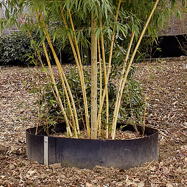 bambus rhizomsperre