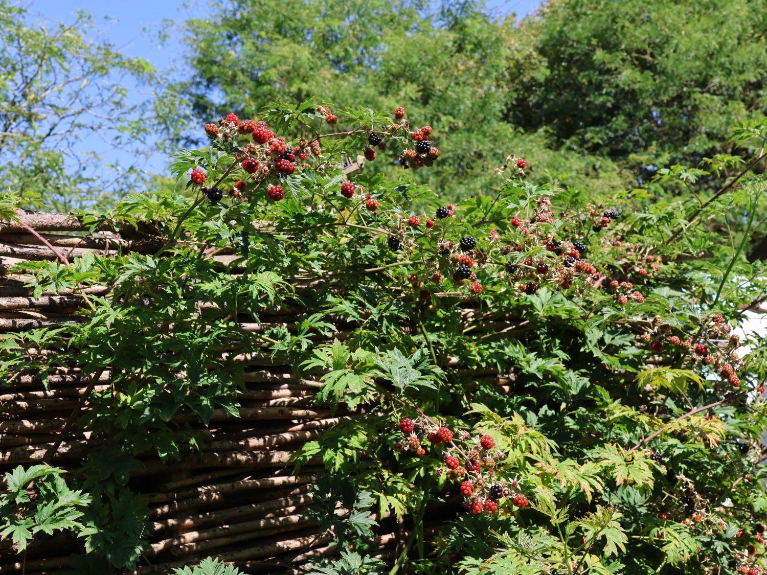 Brombeere 'Oregon Thornless' / 'Thornless Evergreen' Rubus fruticosus