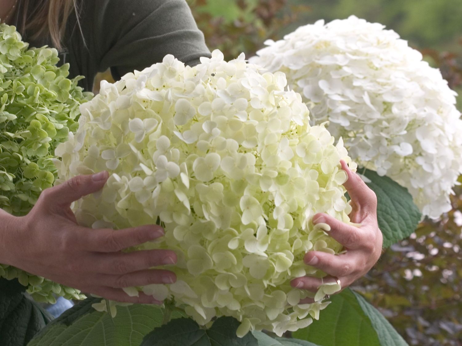 FreilandHortensie 'Incrediball' ® Hydrangea arborescens 'Incrediball