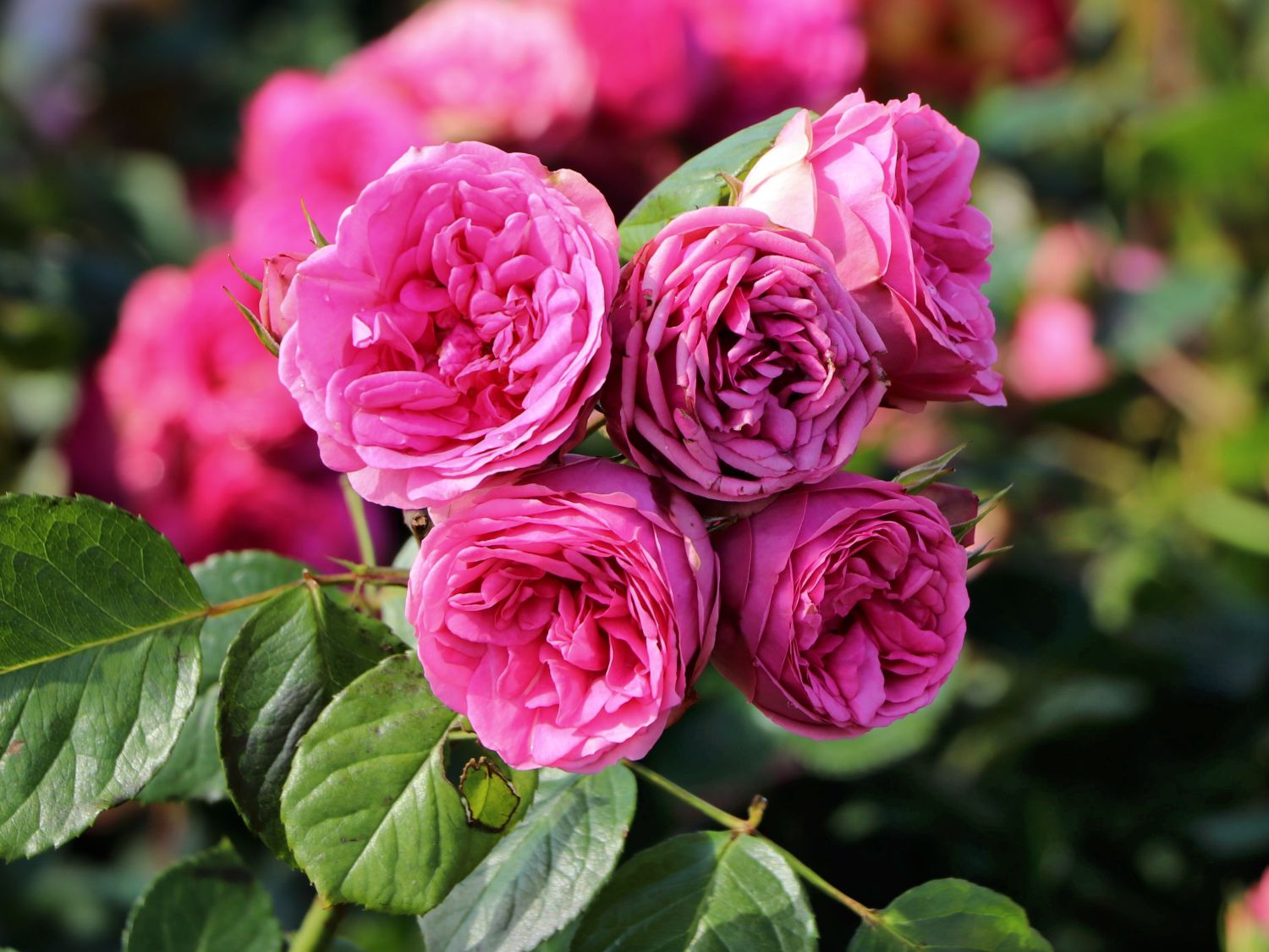 Nostalgie®-Edelrose ‘Pink Piano’ ® - Beste Sorten & Rosen-Wissen