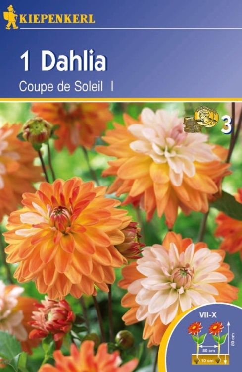 Dahlia Coup De Soleil Kiepenkerl Baumschule Horstmann Dahlia Coup De Soleil Kiepenkerl Baumschule Horstmann