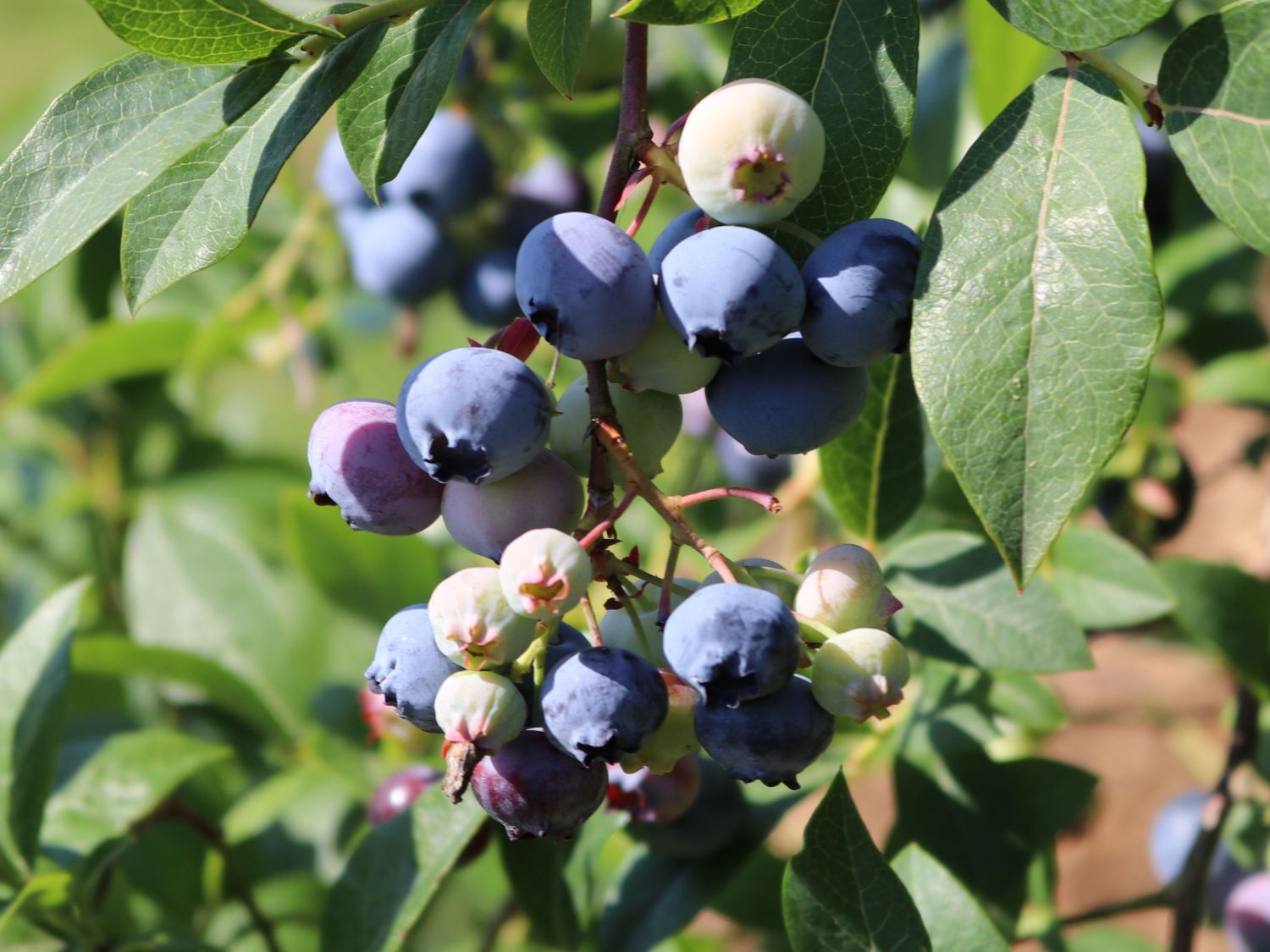 Immergrüne Heidelbeere 'Sunshine Blue' - Vaccinium corymbosum 'Sunshine  Blue' - Baumschule Horstmann