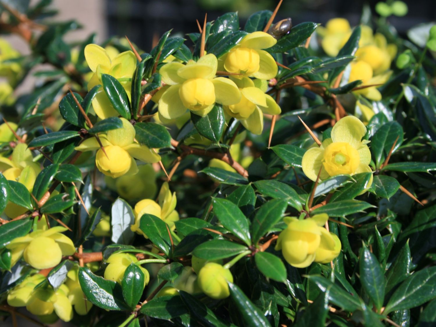 Immergrüne Kugelberberitze 'Amstelveen' - Berberis frikartii 'Amstelveen' -  Baumschule Horstmann