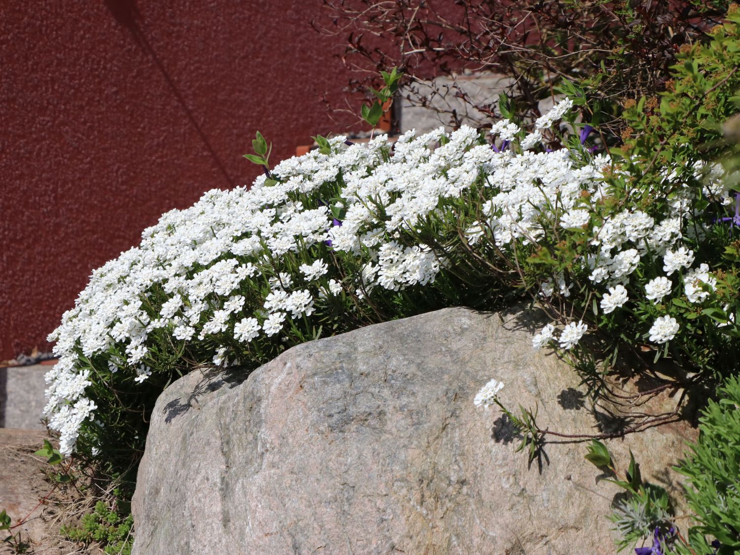 Schleifenblume Iberis sempervirens Weißer Zwerg Frühlingsblüher 