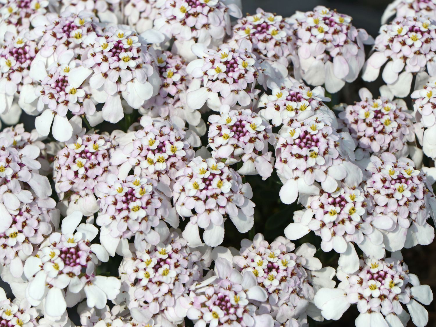 Viti A Occhiello M3x0.5 PATIKIL M3x0.5 Viti Occhiello 50pz Foro Bulloni Gancio Ring Apparecchio Decorativo Per Candele Ciondolo Lampada Lampadario Fai Da Te Progetto Tono Argento Viti Per Lampadari E Ciondoli