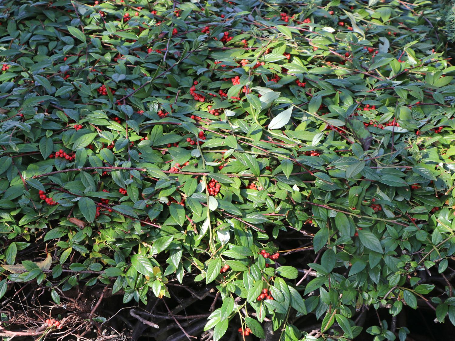 Immergrune Strauchmispel Cotoneaster Salicifolius Baumschule Horstmann