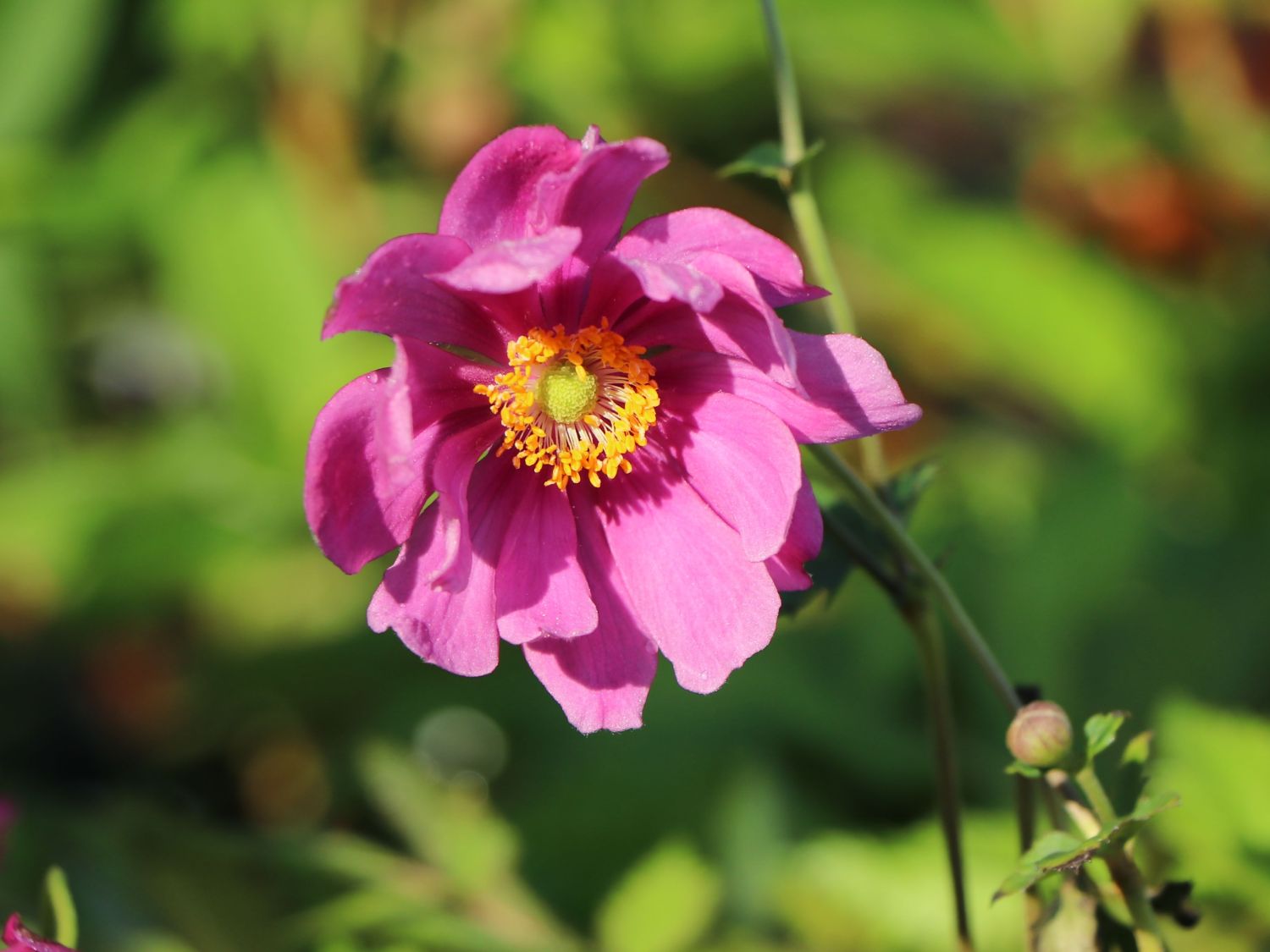 Japan-Herbst-Anemone &amp;#39;Rotkäppchen&amp;#39; - Anemone japonica &amp;#39;Rotkäppchen ...