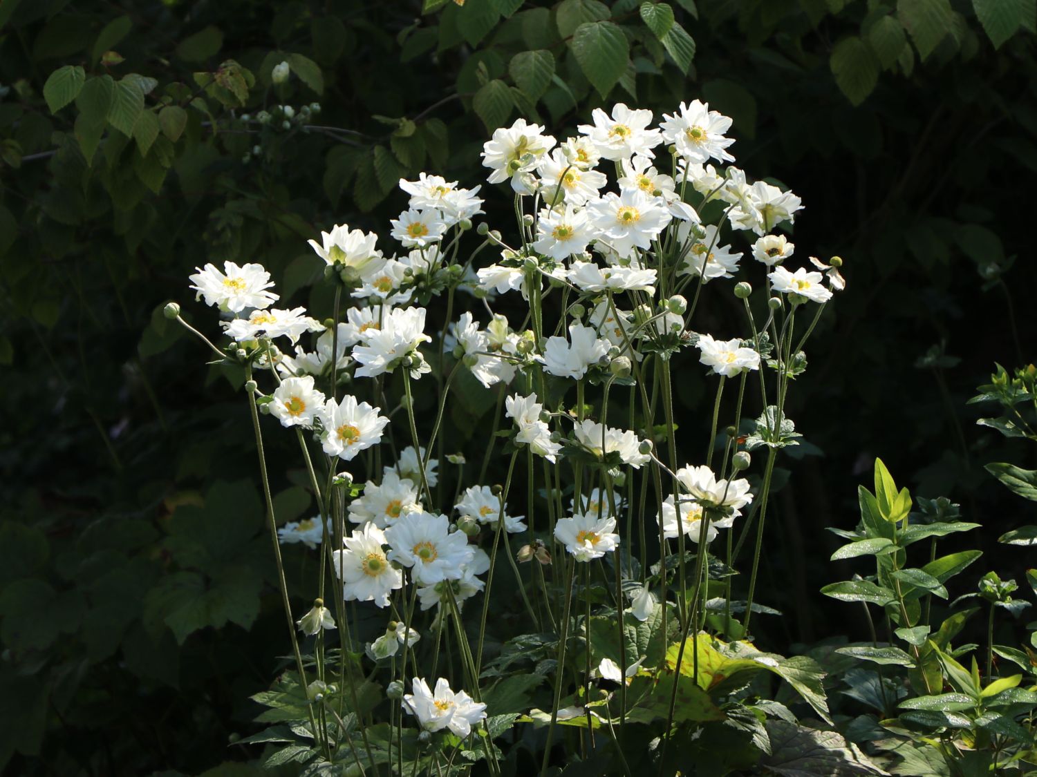 Anemone japonica on sale