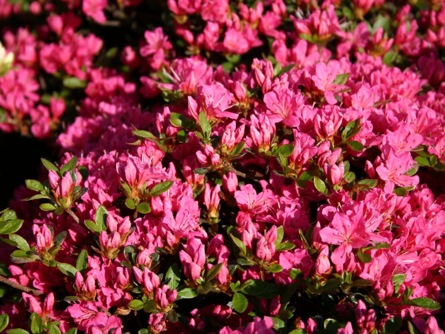 Japanische Azalee &amp;#39;Diamant Rot&amp;#39; ® - Rhododendron obtusum &amp;#39;Diamant&amp;#39;, rot ...