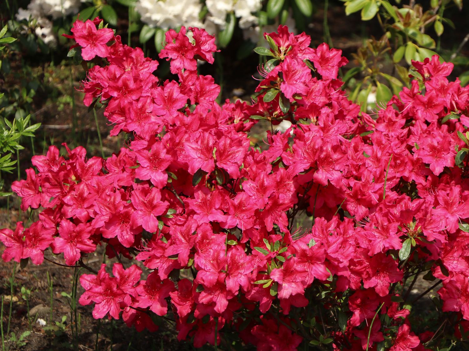 Japanische Azalee 'Georg Arends'   Rhododendron obtusum 'Georg ...